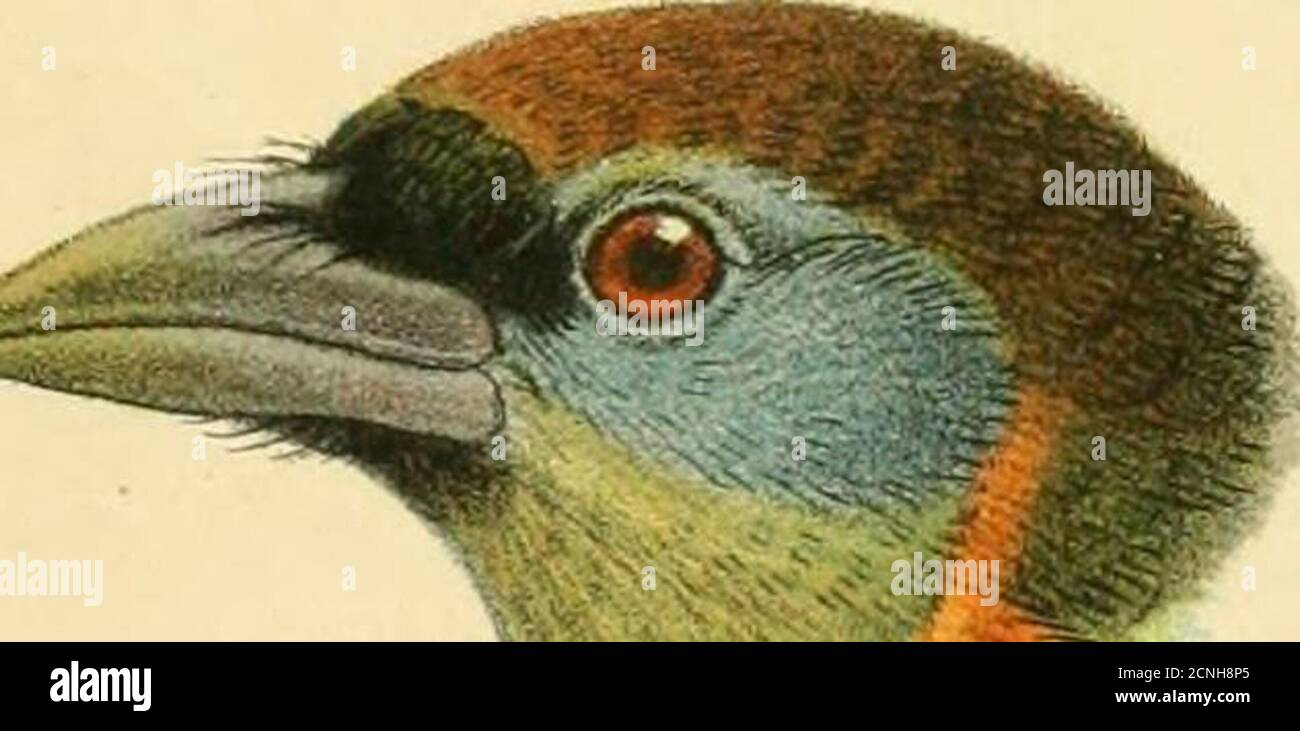 . Catalogue of the birds in the British Museum Stock Photo Alamy