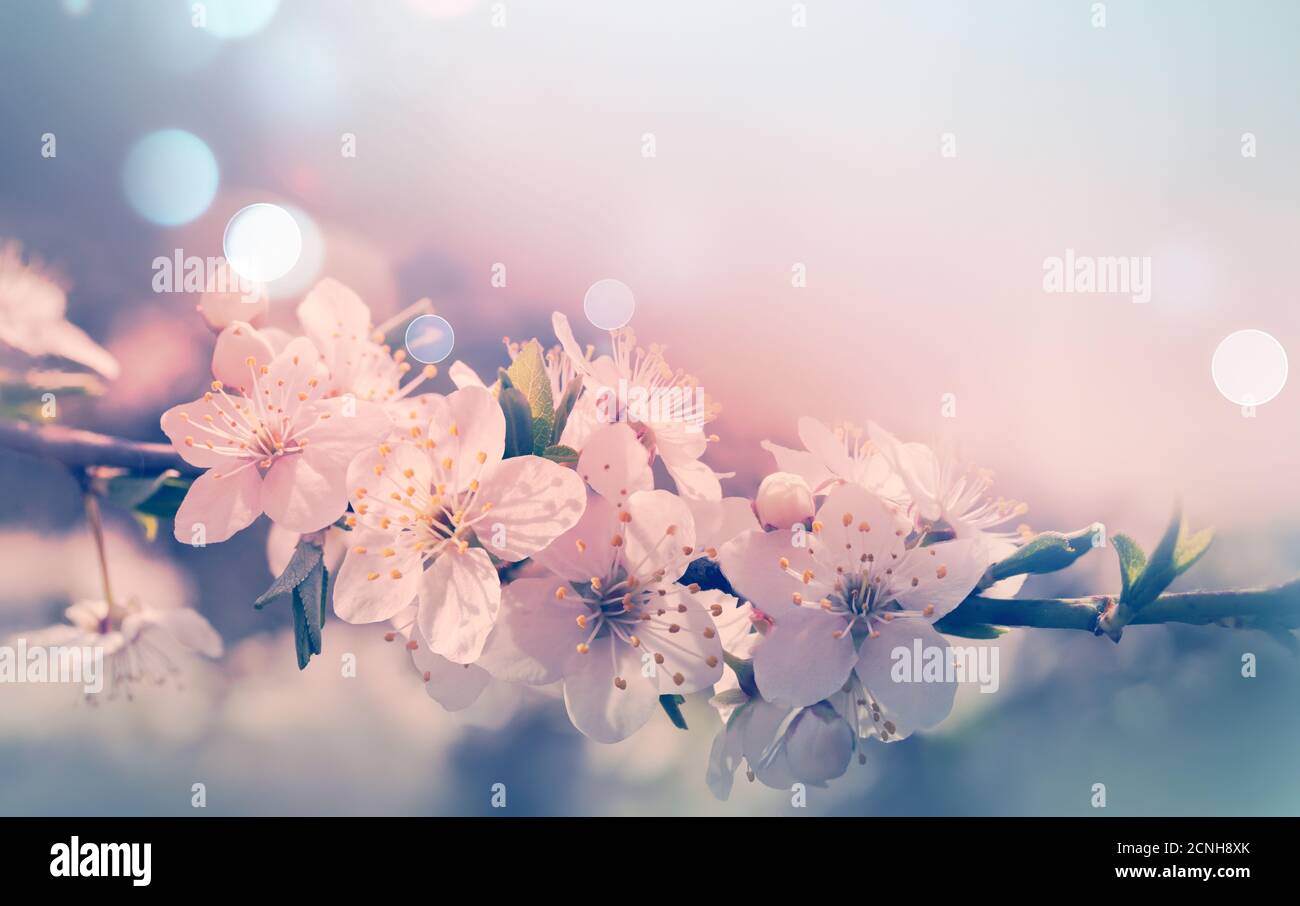 Spring card background Stock Photo - Alamy