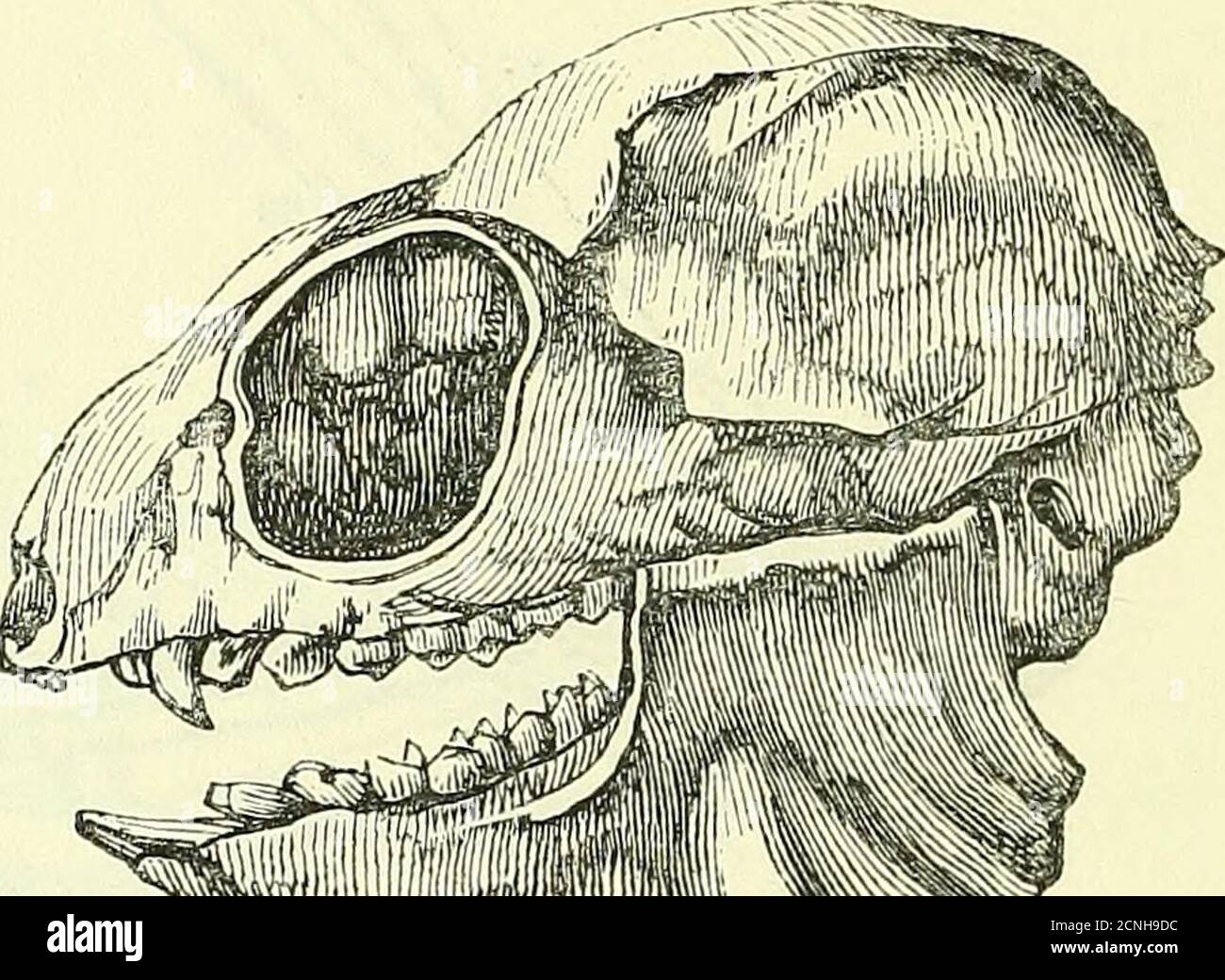 On The Anatomy Of Vertebrates electronic Resource Pelvic Limb on-the-anatomy-of-vertebrates-electronic-resource-pelvic-limb