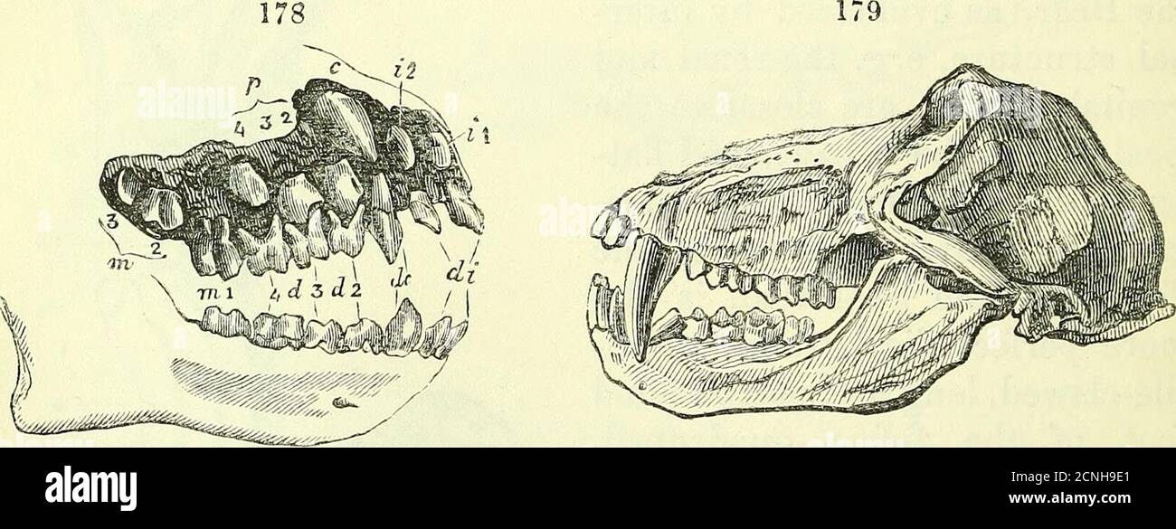 . On the anatomy of vertebrates [electronic resource] . Pelvic limb, Ape. Dentition of Woolly Lemur. mammae, vesicular and prostatic glands, a simple or slightly bifiduterus, and a discoid, sometimes double, placenta. The Quadru-mana have a well-marked threefold geographical as well asstructural division. The Strepsirhines are those with curved ortwisted terminal nostrils, with much-modified incisors, commonly6; premolars Lichanotus, fig. 177, or  in number, and. Platyrhine dentition {Celus), CatarMne dentition {Papio). molars with sharp tubercles; the second digit of the hind limbhas a claw Stock Photo