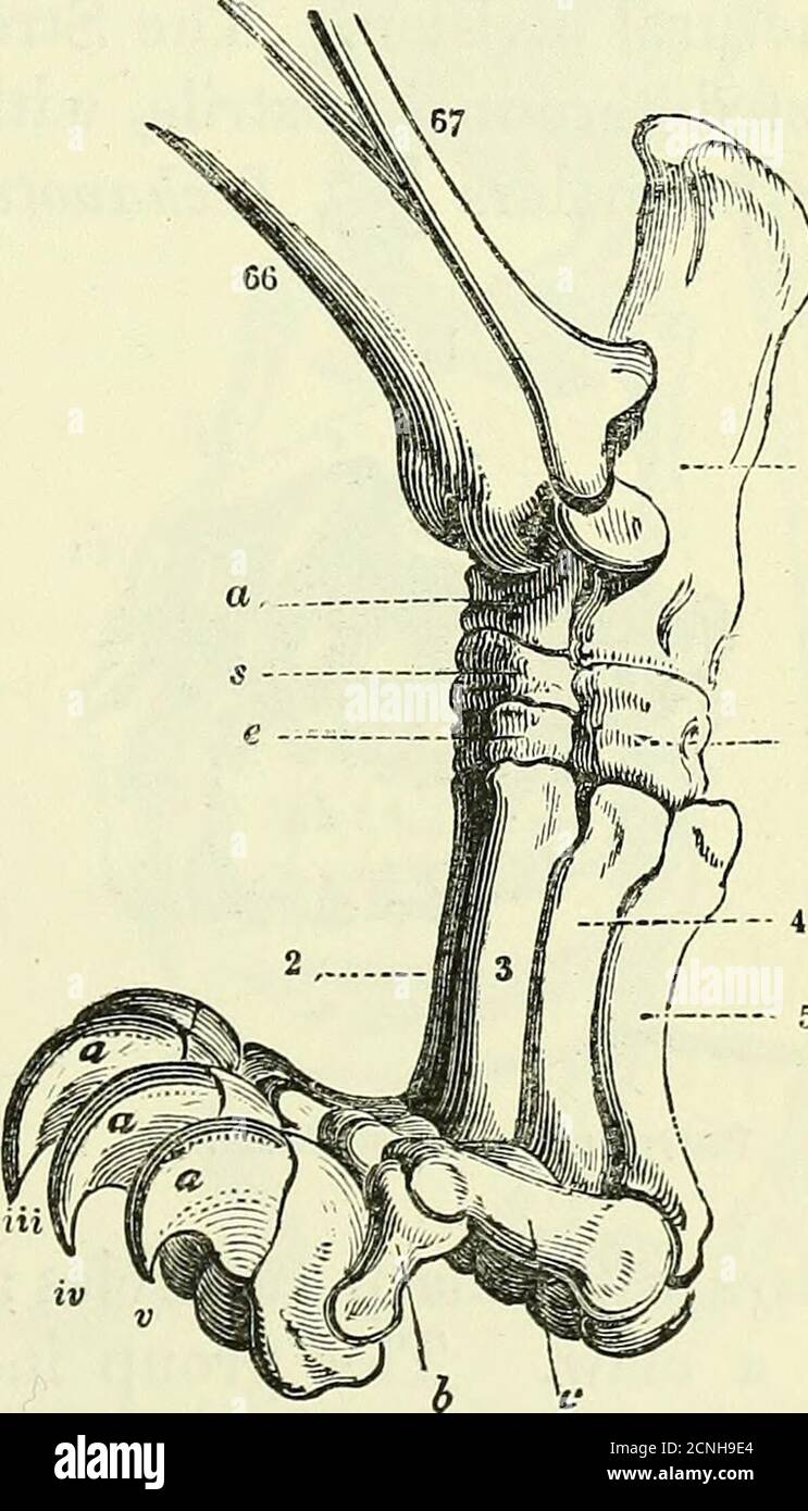 . On the anatomy of vertebrates [electronic resource] . being much ...