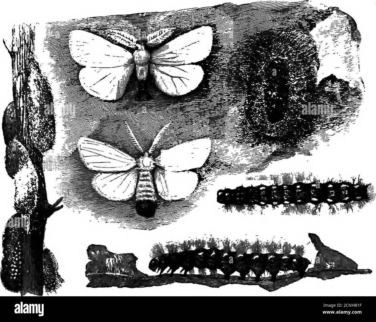 . Food habits of the grosbeaks . Fig. 30.—Gipsy moth caterpillar (Porthetria dispar).(From Bureau of Entomology.) BOSEBEEAST VS. SCALE INSECTS. 53 fruits, are most seriously affected, while shade and forest trees alsosuffer greatly. Thirty-three of the rosebreasts examined had eaten scale insects,fouridnds of which were identified. The plum scale {Eulecaniumeerasifex), which is an occasional pest on cherry, apple, and pear,besides the tree from which it is named, seems to be relished. Afemale grosbeak collected in Indiana in May had consumed 36 plumscales, which constituted 95 percent of its f Stock Photo