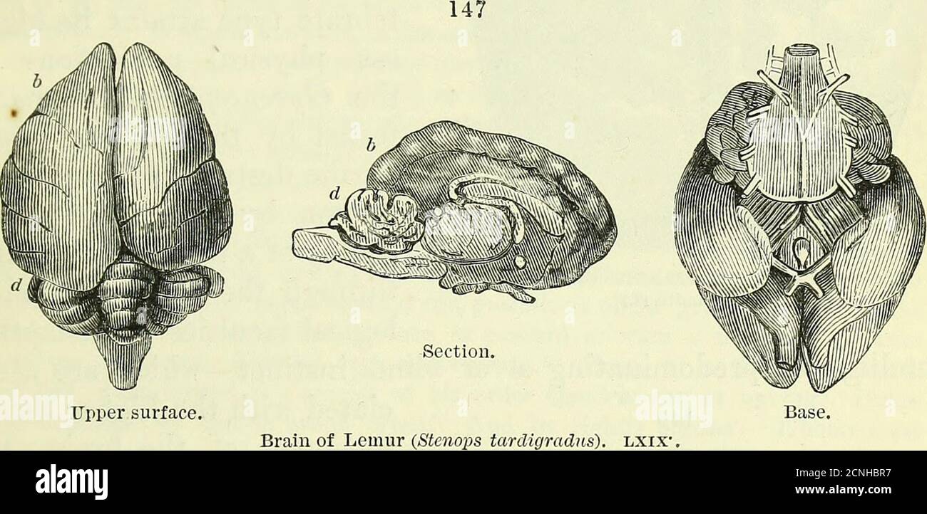 . On the anatomy of vertebrates [electronic resource] . these general characters of affinity to Birdsand Reptiles, there are other striking indications of the same low-position in particular orders or genera of the subclass. Such,e.g., are the cloaca, convoluted trachea, supernumerary cervicalvertebrae and their floating ribs, in the Three-toed Sloth ; the irrita-bility of the muscular fibre, and persistence of contractile powerin the Sloths and some other Bruta ; the long, slender, beak-likeedentulous jaws and gizzard of the Anteaters ; the imbricatedscales of the equally edentulous Pangolins Stock Photo
