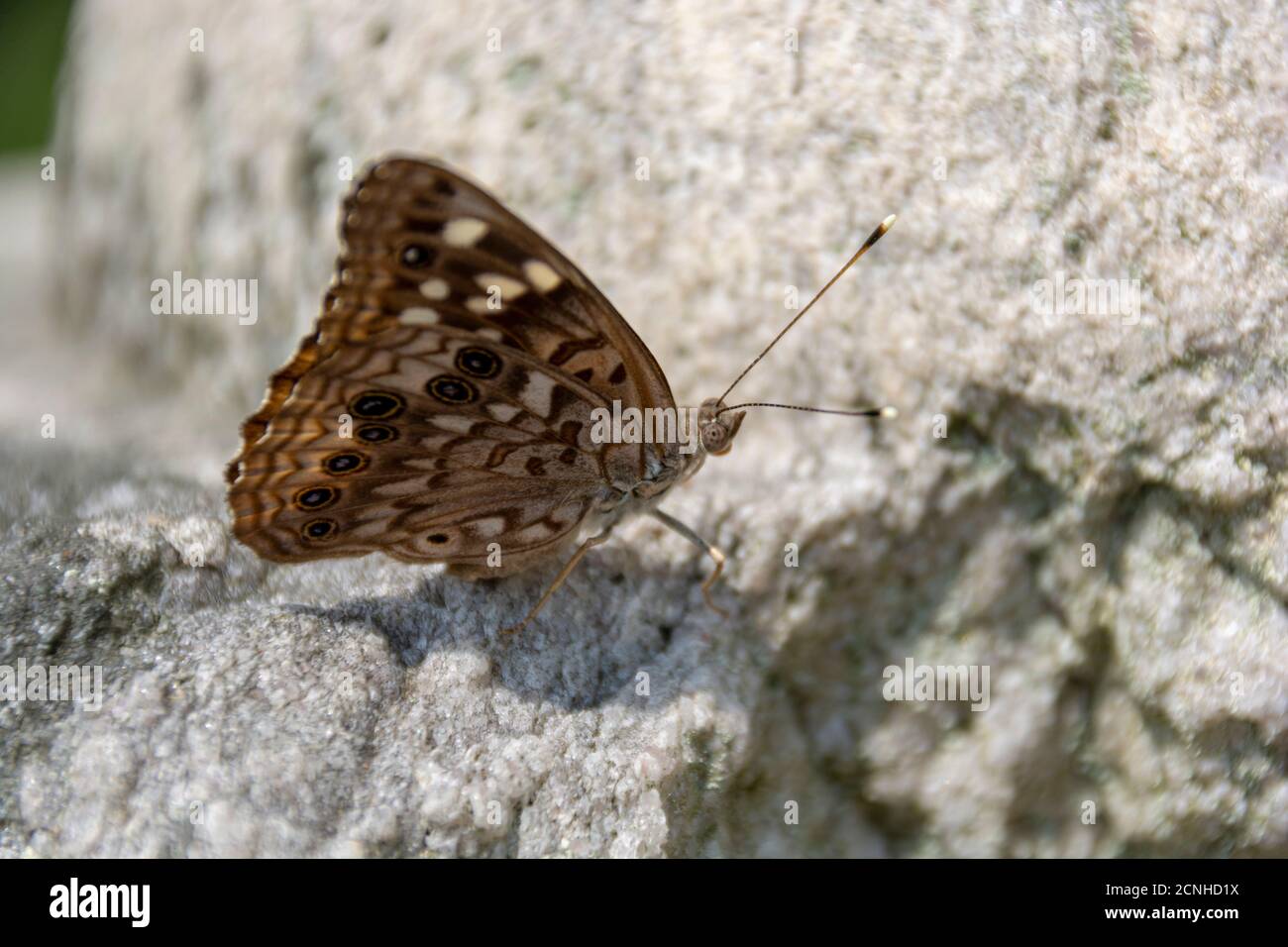 A brown and white spotted Hackberry Emperor butterfly warms itself on a stone in the warm sunshine. Stock Photo
