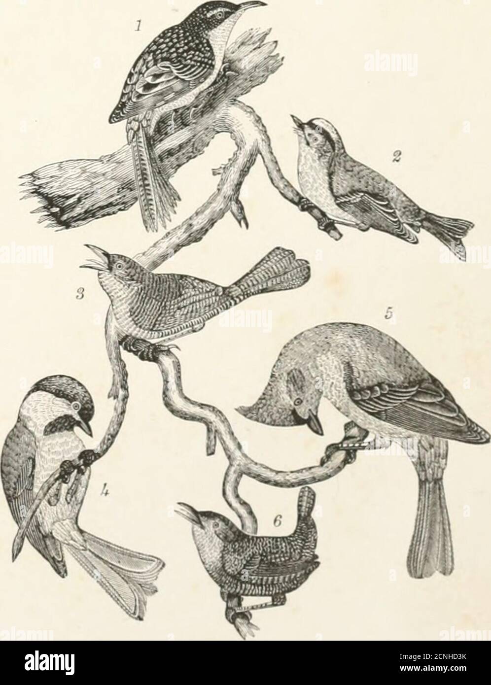 . American ornithology, or, The natural history of the birds of the United States : illustrated with plates engraved from drawings from nature . Platk 7.—1. (^edar-lilni. J. Red-bellied Woodpecker. 3, 1latk 8.—1. Hinwn rreiper. 2. »i olden-crested Wren. 3. Yellow-throated Ilycalcher. 4. Purple Finch. House Wren. 4. lilack-cupped Titmouse. 5. Crested Titmouse. 6. Winter Wren. Stock Photo