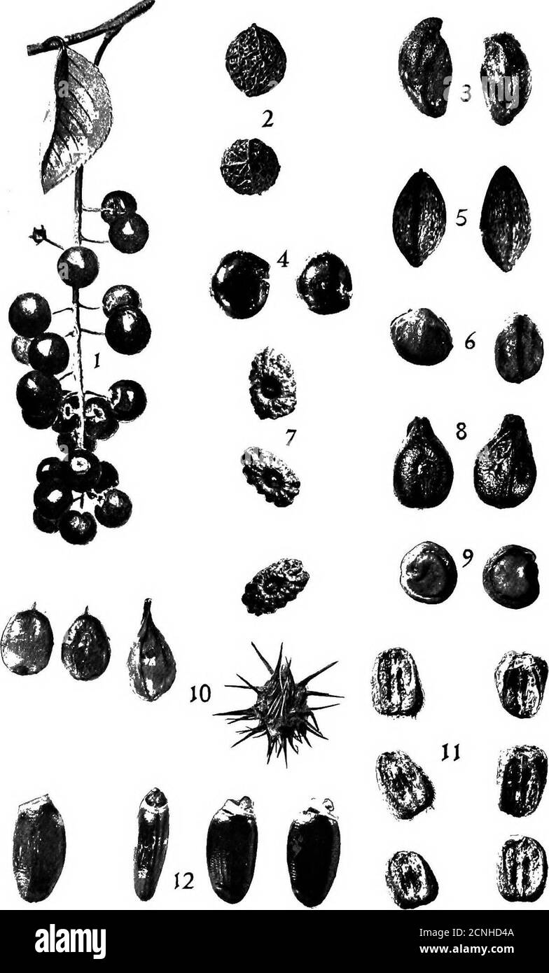 . Food habits of the grosbeaks . fruits. Juneberries {Amelanchier canadensis, PI. II, fig. 3)and others of the same genus are eaten; both holly {Ilex opaca) andinkberry (/. glabra) are occasionally secured, as well as red cedarberries {Juniperus virginiana), the fruit of the knockaway tree{Ehretia elliptica), and red haws {Crataegus sp.). In a stomach col-lected in South Carolina in January were more tHan 12 Seeds of theberry of the passion flower {Passiflora incamata). To the above listof fruits eaten by the cardinal, various authors add the wahoo berry{Euonymus sp.), Mexican mulberry {Gallic Stock Photo