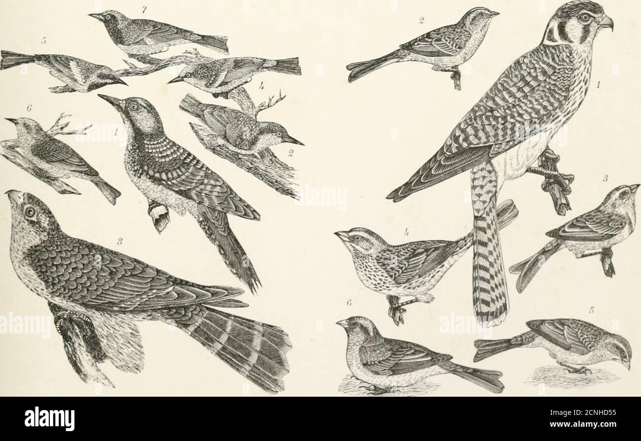 . American ornithology, or, The natural history of the birds of the United States : illustrated with plates engraved from drawings from nature . ILATE 13—1. Tyrant Flycatdior. 2. Great Crested Fly-laicher. 3. Small Green Crested Flycatcher. 4. Pewit Fly-ratiliir, ... Wood P.-wit Flvcatoher. Plate 14.—1. Brown Tlirnsli. 2. Golden-crowned Thrush.3. Cat-bird. 4. Bay-breasted Warbler. 5. Chestnut-sided War-hler. 0. Mournini; Warbhr.. Pi.ATK 1).—1. Red-eoekadid Woodpecker. 2. liiowii-headcd Plate IG.—l. American Sparrow liawk. 2. Field Spairuw. Nulliatcli. ;i. Pigeon Hawk. 4. Blue-winged Yellow War Stock Photo