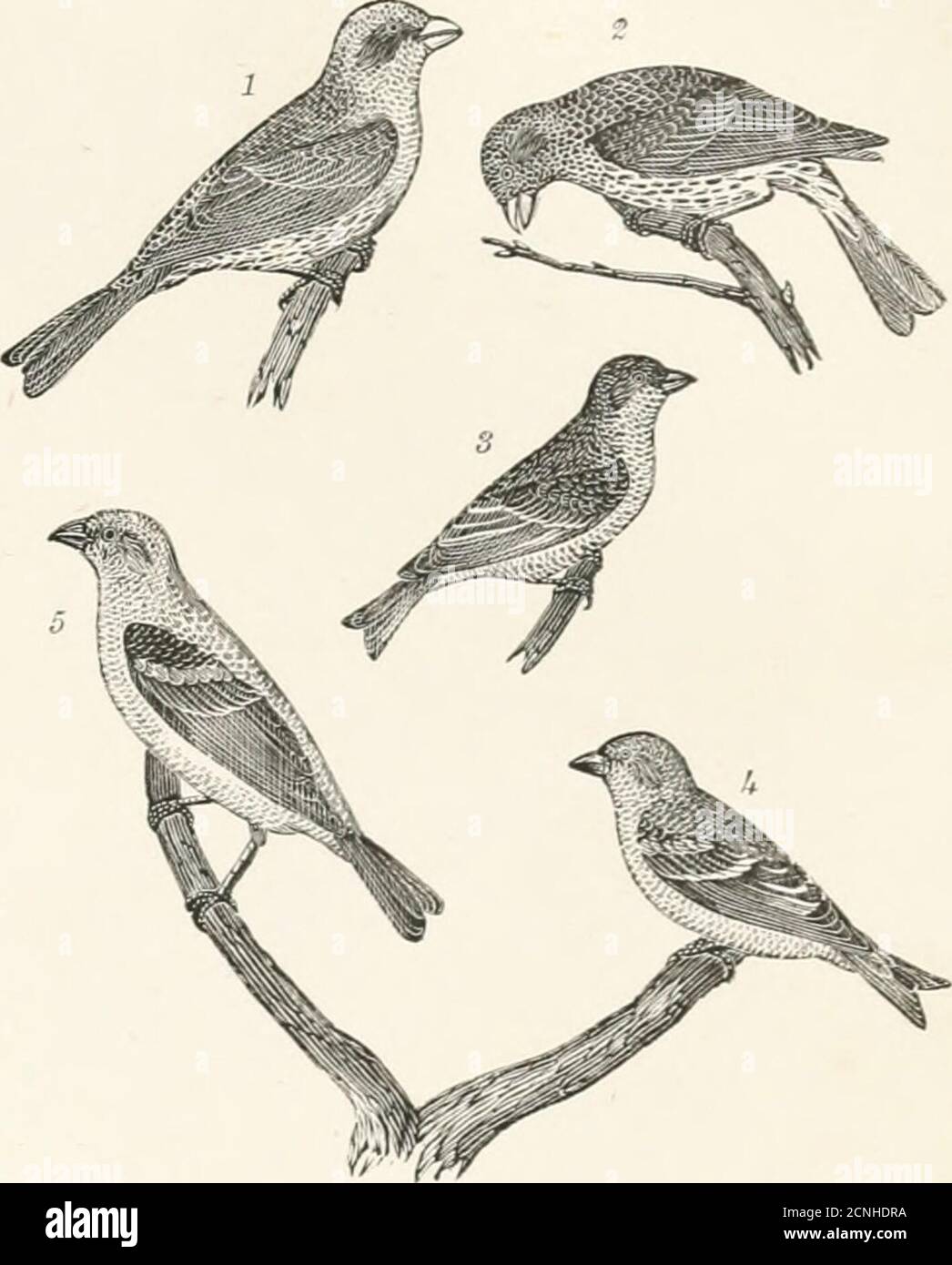 . American ornithology, or, The natural history of the birds of the ...