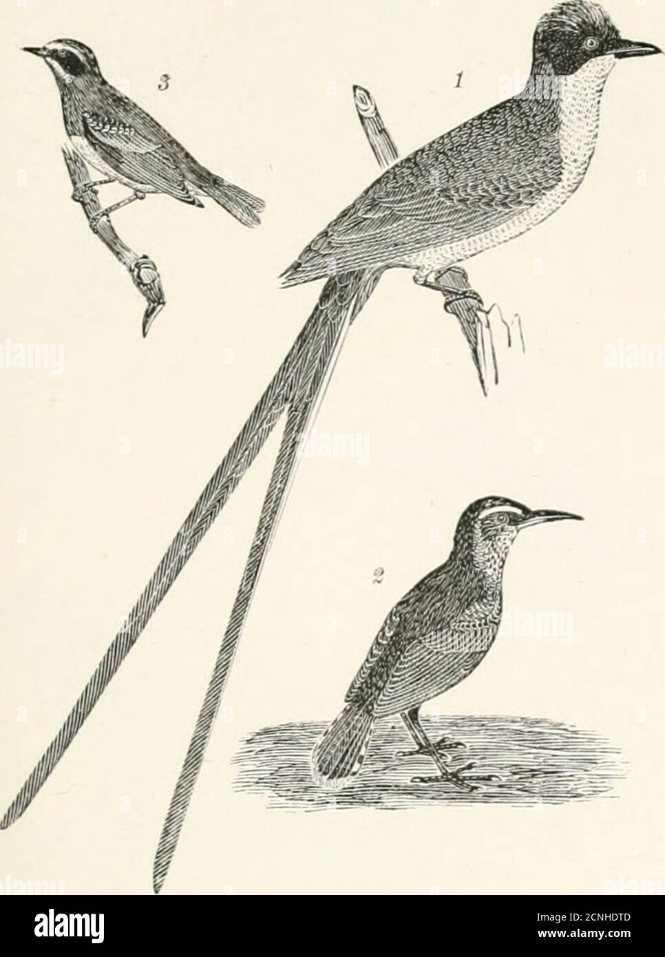 . American ornithology, or, The natural history of the birds of the United States : illustrated with plates engraved from drawings from nature . PLATli H, 1.—1. Fork-taik-d Flyeatclii-r. 2. Kocky Muuii- Plate B, 2.—1. .Swallow-tailed l-lycatcher. 2. Arkansas tain Aiitcatclicr. :!. ILiualc (inKlcn-wingcd Uaibler. Flycatcher. 3. Says Flycaldier. 4. Female Golden-crested Wren.. Stock Photo