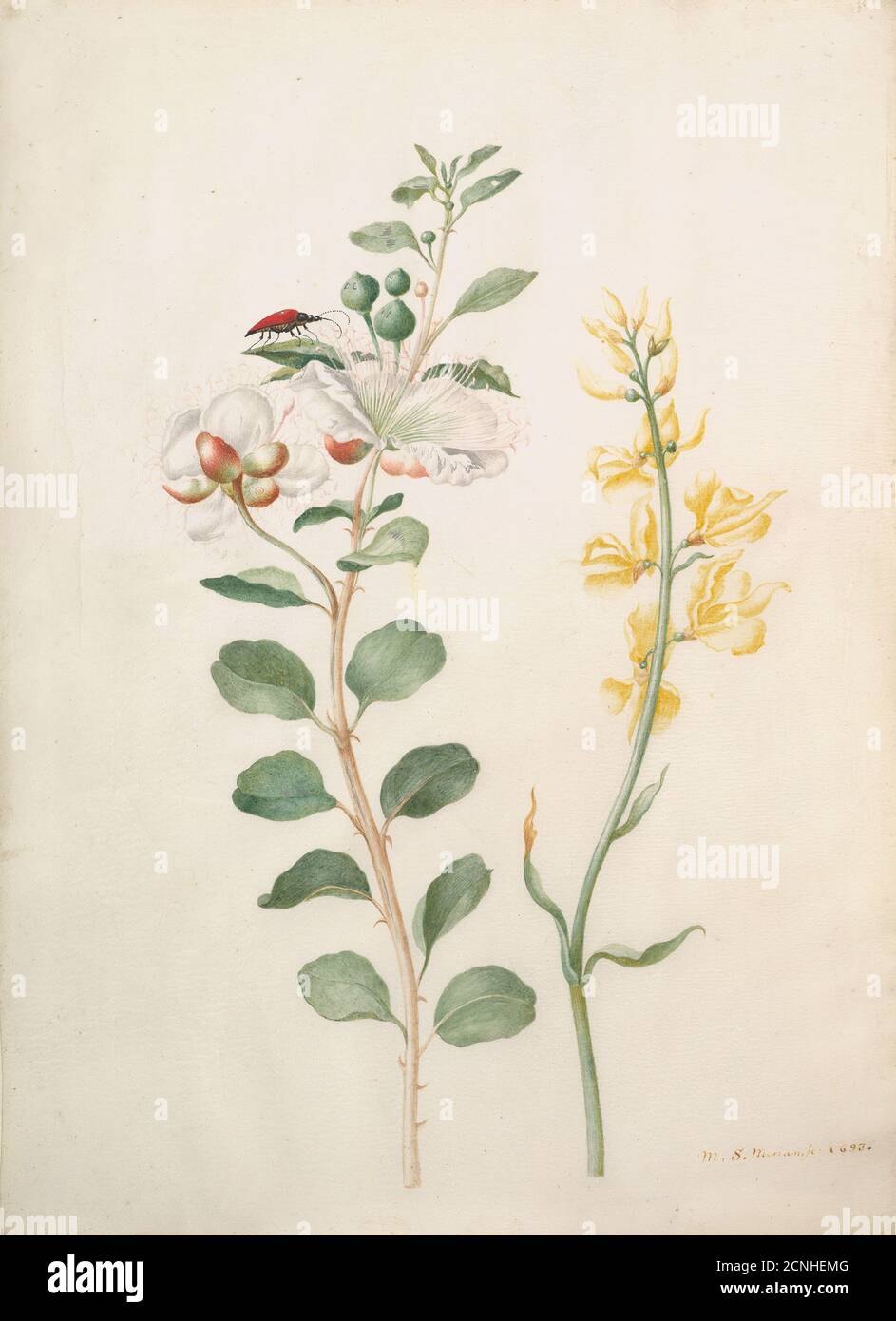 Study of Capers, Gorse, and a Beetle, 1693. Stock Photo
