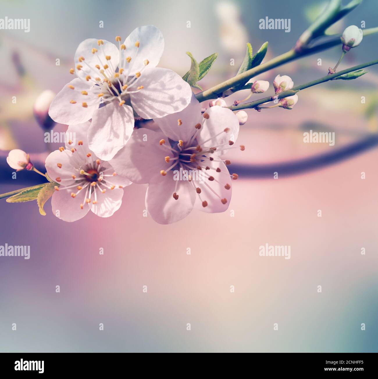 Spring card background Stock Photo - Alamy