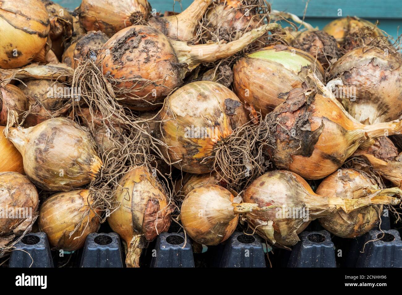 Fresh onions lying drying on a rack, Kilwinning, Ayrshire Stock Photo