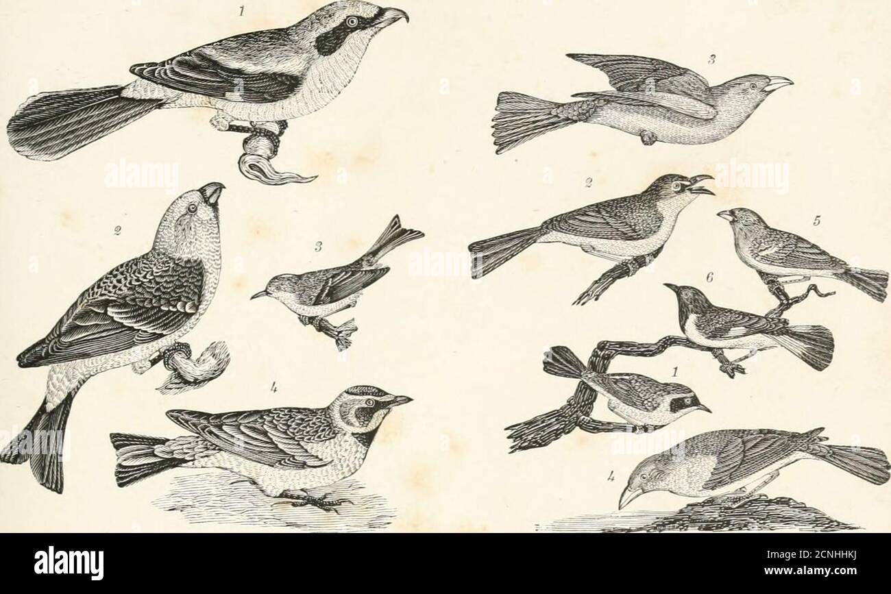 . American ornithology, or, The natural history of the birds of the United States : illustrated with plates engraved from drawings from nature . Platk 7.—1. (^edar-lilni. J. Red-bellied Woodpecker. 3, 1latk 8.—1. Hinwn rreiper. 2. »i olden-crested Wren. 3. Yellow-throated Ilycalcher. 4. Purple Finch. House Wren. 4. lilack-cupped Titmouse. 5. Crested Titmouse. 6. Winter Wren. Stock Photo