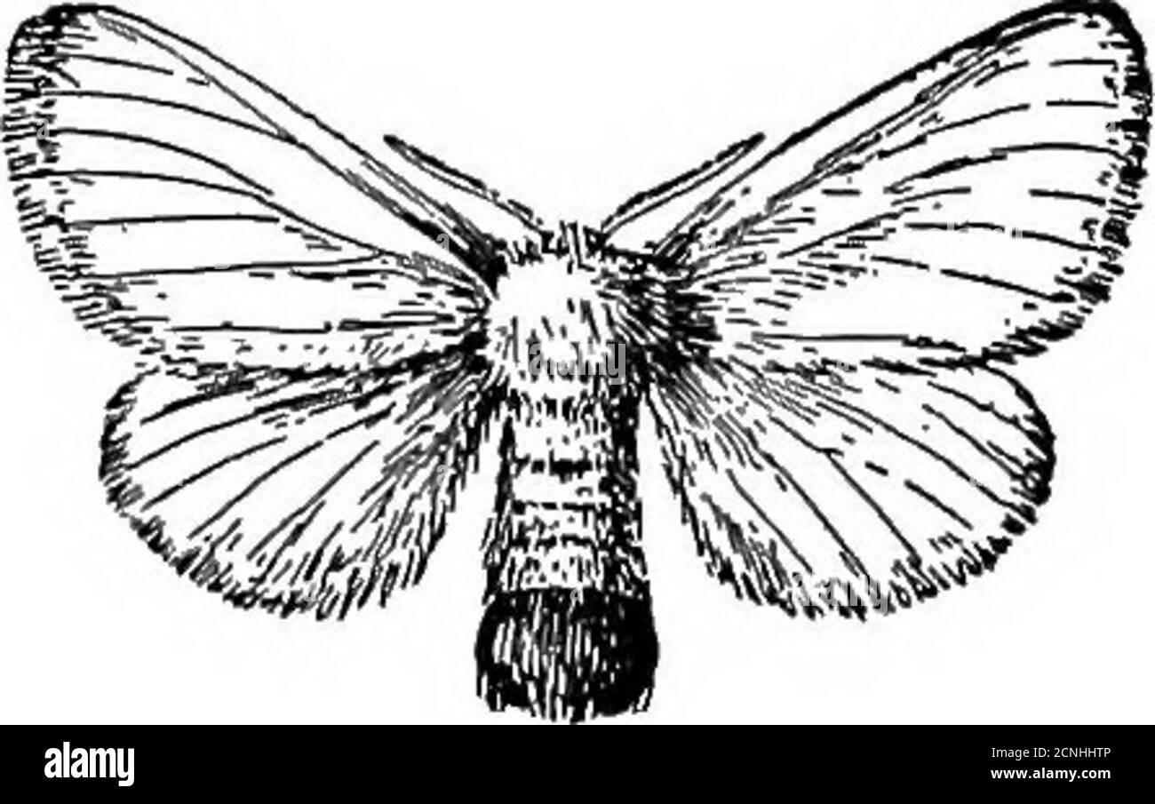 . Useful birds and their protection. Containing brief descriptions of the more common and useful species of Massachusetts, with accounts of their food habits, and a chapter on the means of attracting and protecting birds . Fig. 95 Wood-boring clickbeetle, enlarged.. Fig. 96. — Brown-tail moth. SONOLESS BIBDS OF OBCHABD AND WOODLAND. 235 house flies, mosquitoes, and vast numbers of moths and but-terflies in both larval and adult stages. Bendire asserts thatDr. Ralph told him that in Florida the Phoebe alights on thebacks of cattle and follows them around, catching the flieson the animals, and f Stock Photo