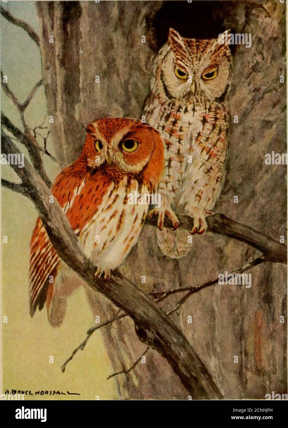 Fastnesses Reat horned owls hi-res stock photography and images - Alamy