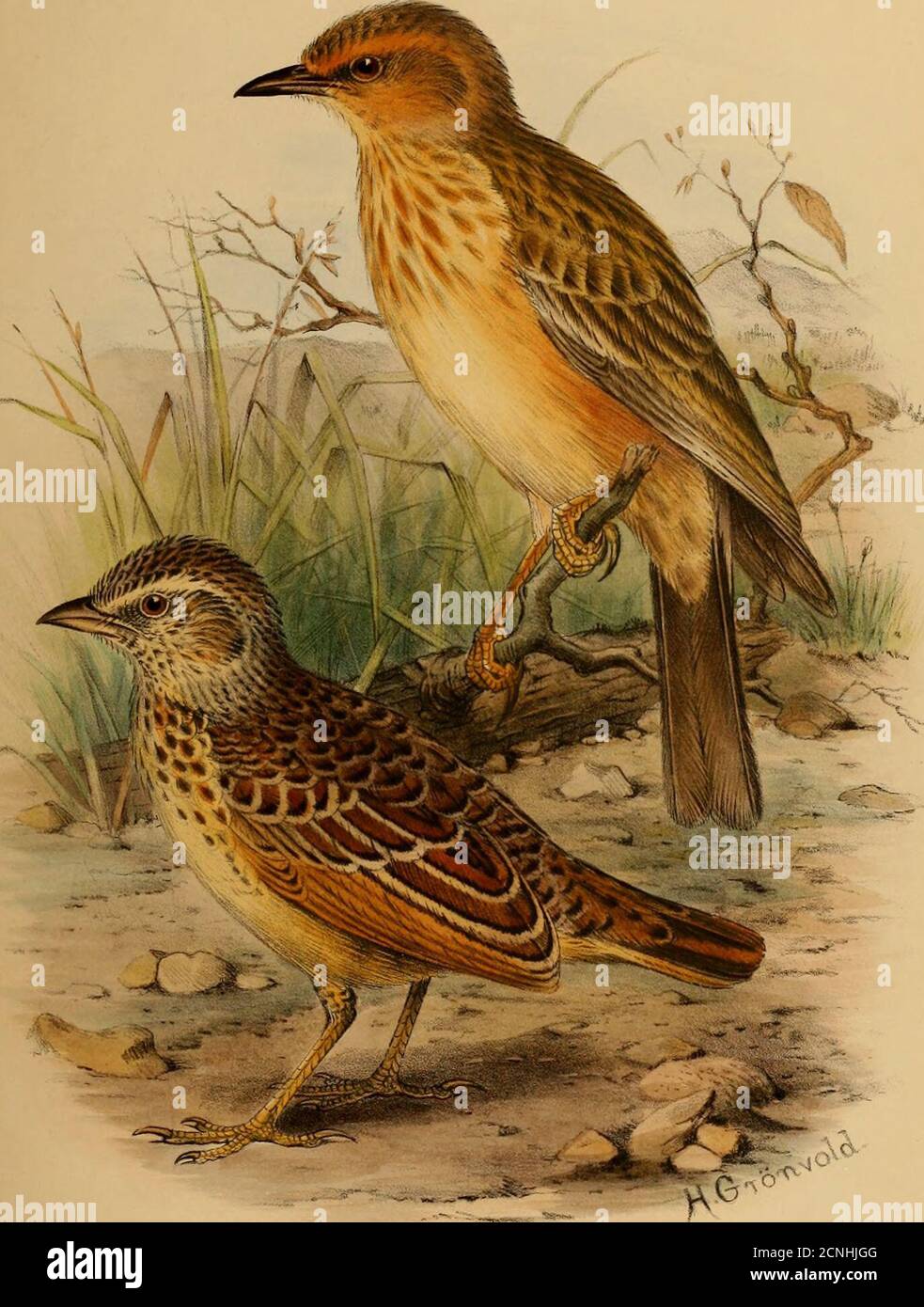 . The birds of Africa, comprising all the species which occur in the Ethiopian region . 9, p. 353 Kibaradja.Mirafra paecilosterna, Sharpe, Cat. B. M. xiii. p. 612 note (1890) ;Eeichen. Vog. D. O. Afr. p. 203 (1894) Pare, Arusha, Masai;Shelley, B. Afr. No. 210 (1896).Megalophonus massaicus, Fisch. and Eeichen. J. f. 0. 1884, p. 55, Little Arusha.Adult. Similar to M. gilleti, from which it differs in having the upperparts rather less mottled ; a grey shade on the crown ; pale portion ofsides of head cinnamon instead of white ; under parts more rufous ;feathers of the lower throat with large unif Stock Photo