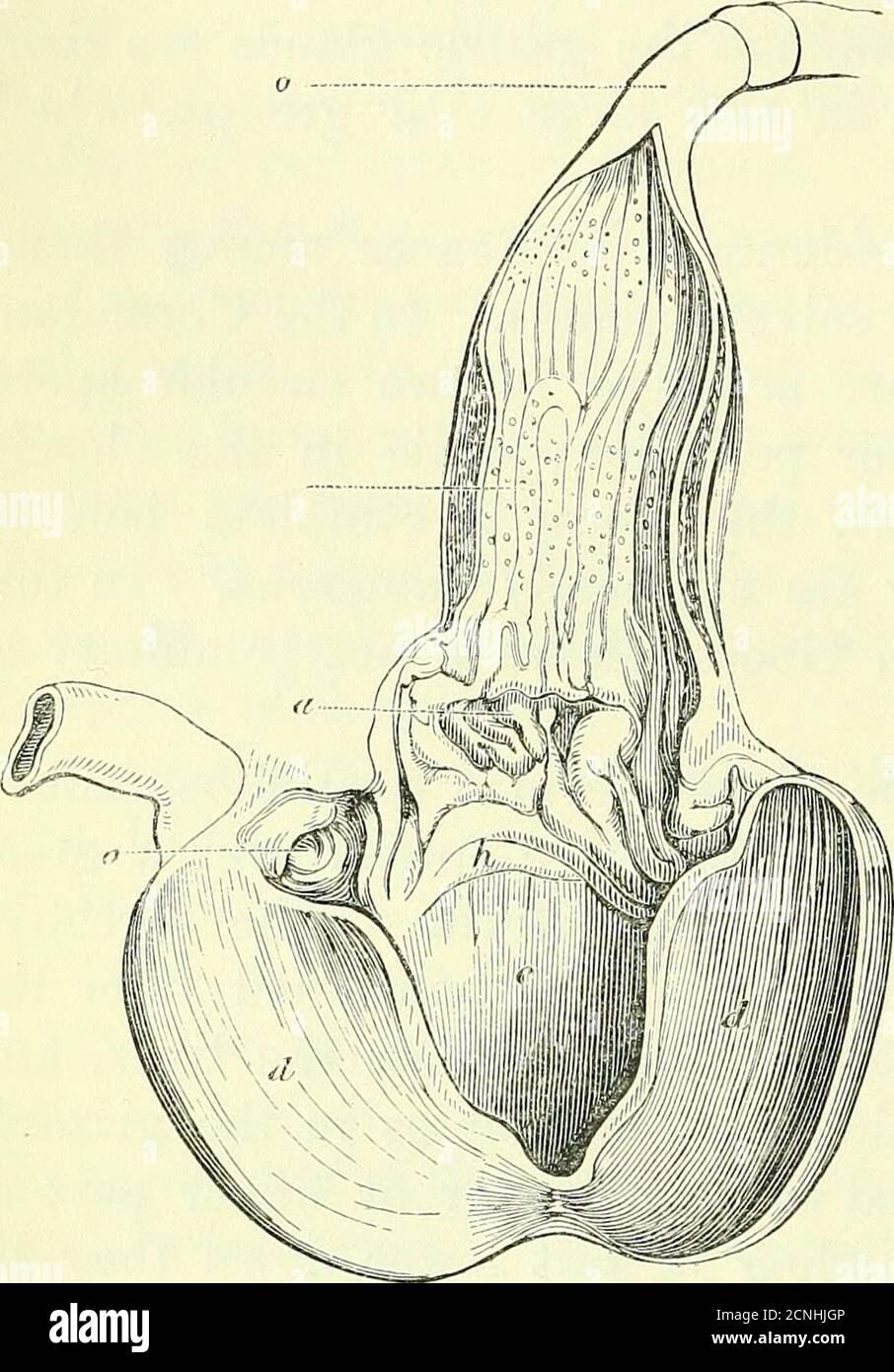 . On the anatomy of vertebrates [electronic resource] . fibres beneath ...