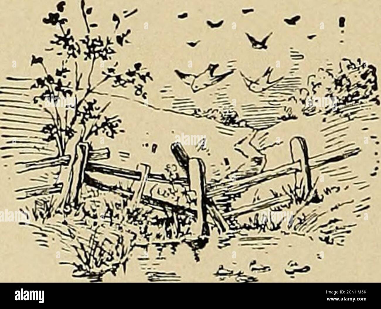 . Bird lore . Mrs. James J. Hinckley, Mrs. M. V. Hunnewell, Mrs. Arthur Huntington, H. E. Hyde, Mrs. Clarence M. Iselin, Columbus OD. Jaffray, Robert Jordan, Miss Jeannette A. Kimball, Mrs. Arthur R. Longyear, John M. McCormick, Mrs. R. S. McOwen, Frederick Miller, Charles Kingsbury Morrill, Miss Amelia Morris, Efi&ngham Morse, Mrs. Waldo G. Mudd, Dr. Harvey G. Olds, R. E. Osborn, Frederick Pagenstecker, Albrecht Perkins, WiUiam H. Richardson, Mrs. Charles F. Rockwood, Mrs. George I. Rogers, Miss Ella A. Shead, Mrs. Lucia W. Silsbee, Thomas Smith, Frank A. Starkweather, Mrs. J. N. Stone, Charl Stock Photo