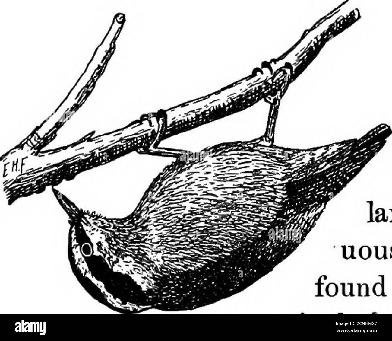 Rigido Black and White Stock Photos & Images Alamy