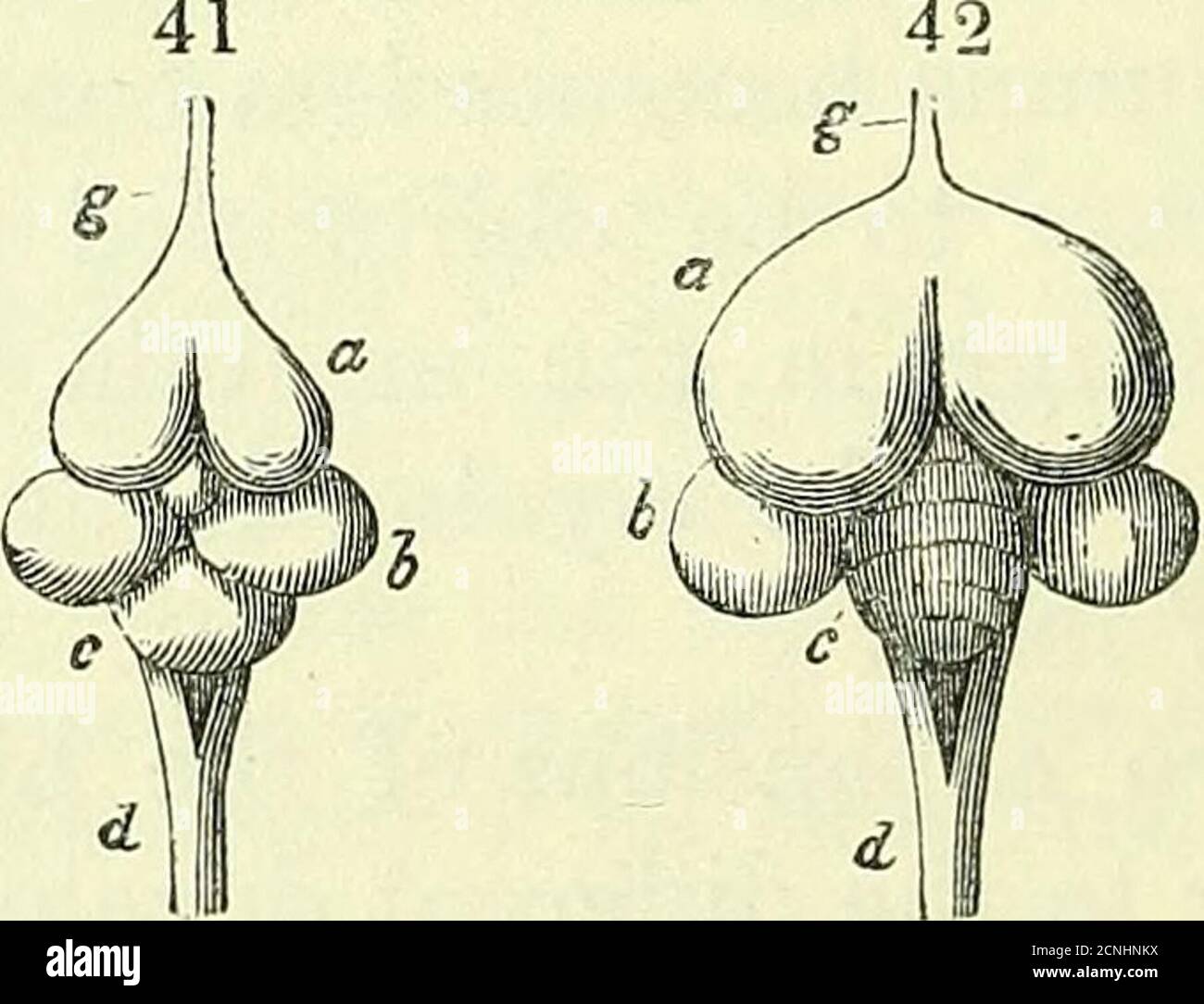 . On the anatomy of vertebrates [electronic resource] . Brain of embryo ...
