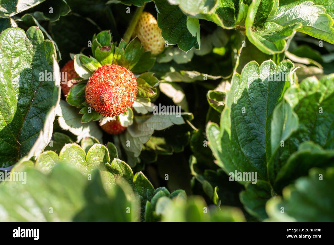Closeup shot of ripe strawberries growing in the soil Stock Photo - Alamy