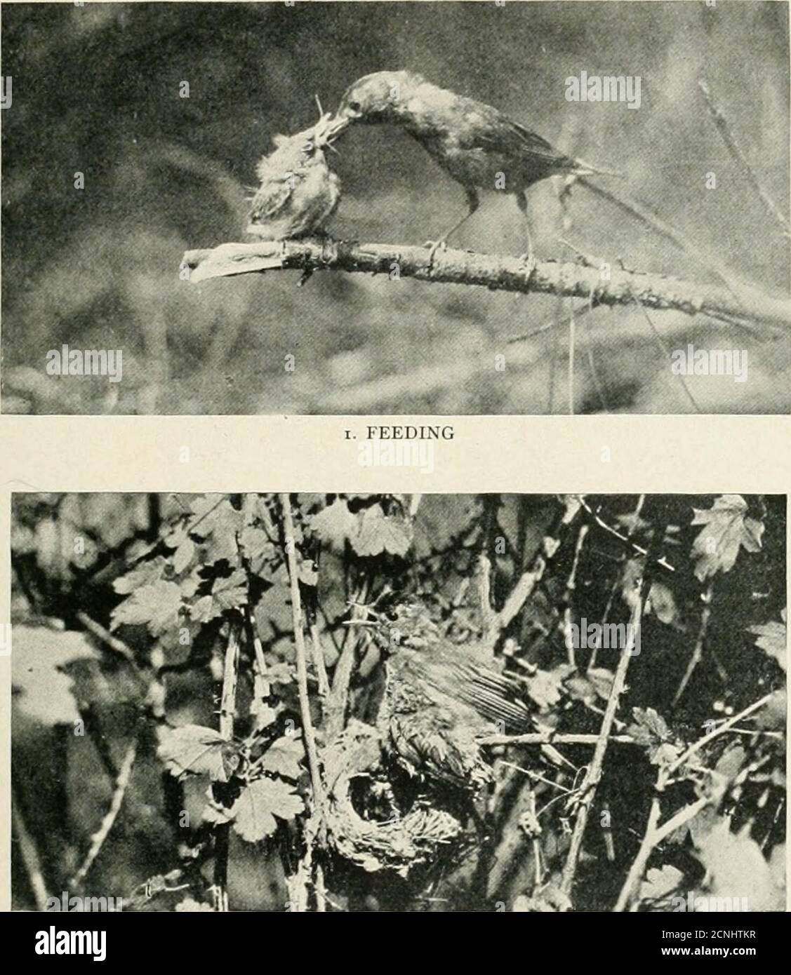 . Audubon . 3. ON GUARD THREE VIEWS OF THE YELLOW WARBLER By Albert D. McGrew, Pittsburgh, Pa. (199) My Neighbors, the Nighthawks By S. R. MILLSWith Photographs bj the Author DURING the month of June, 1919, I was especially interested in a pairof Nighthawks which frequented the neighborhood of my home(Kingston, Ontario, Canada). From the garden I could watch thesebirds on their incessant sky-hunt for insects, each selecting its section of theupper air apart from the other. There was a peculiar fascination in watchingone of them climb so high in little ascending jerks, then to see him side-slip Stock Photo