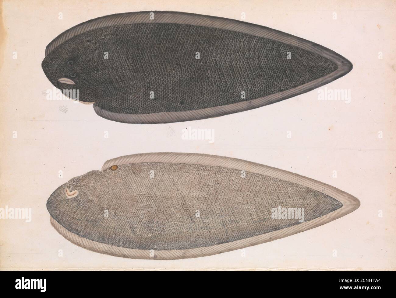 Two Sides of a Bengal River Fish, ca. 1804. Stock Photo