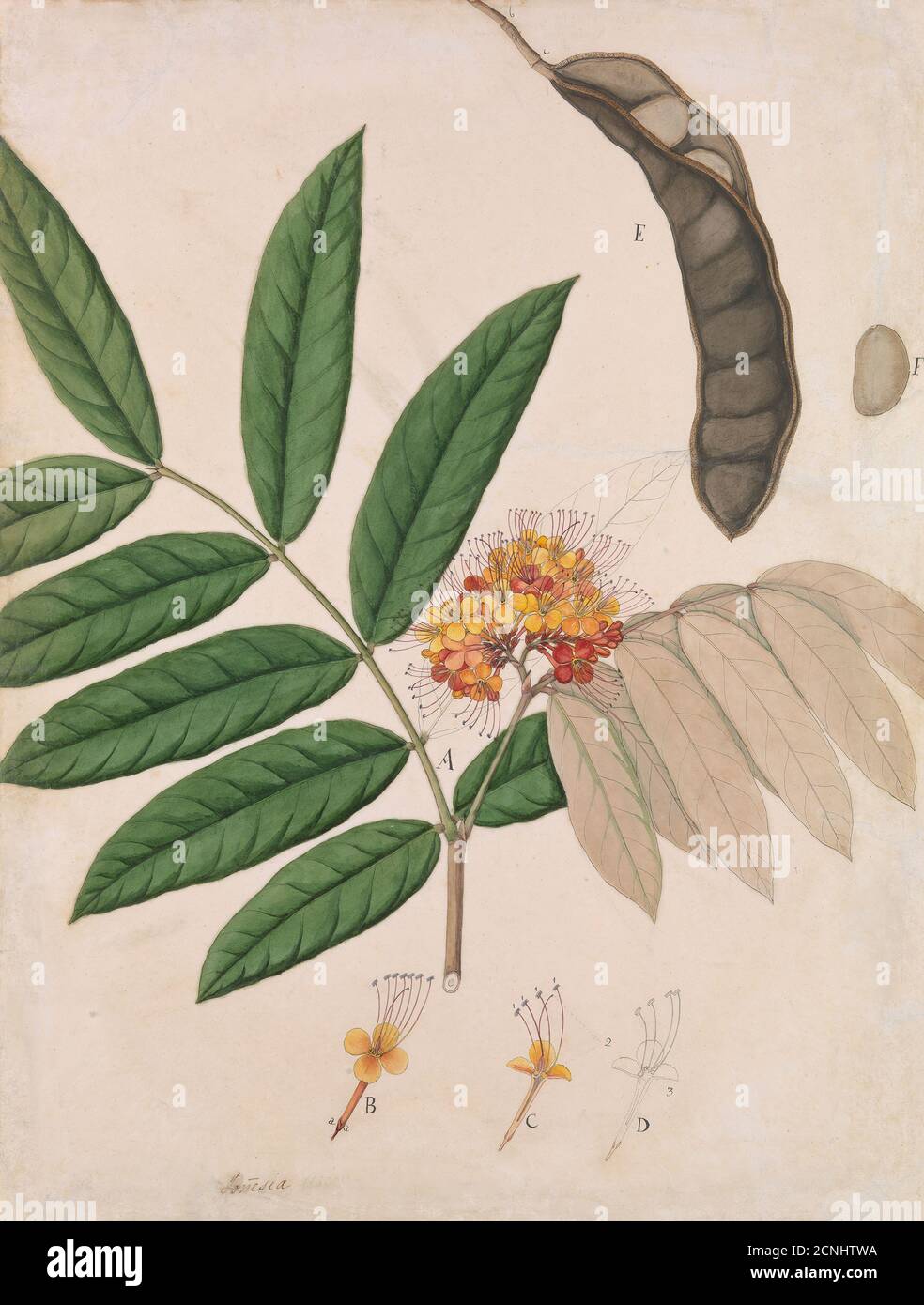 Ashoka Tree Flower, Leaves, Pod, and Seed, first half 19th century. Stock Photo