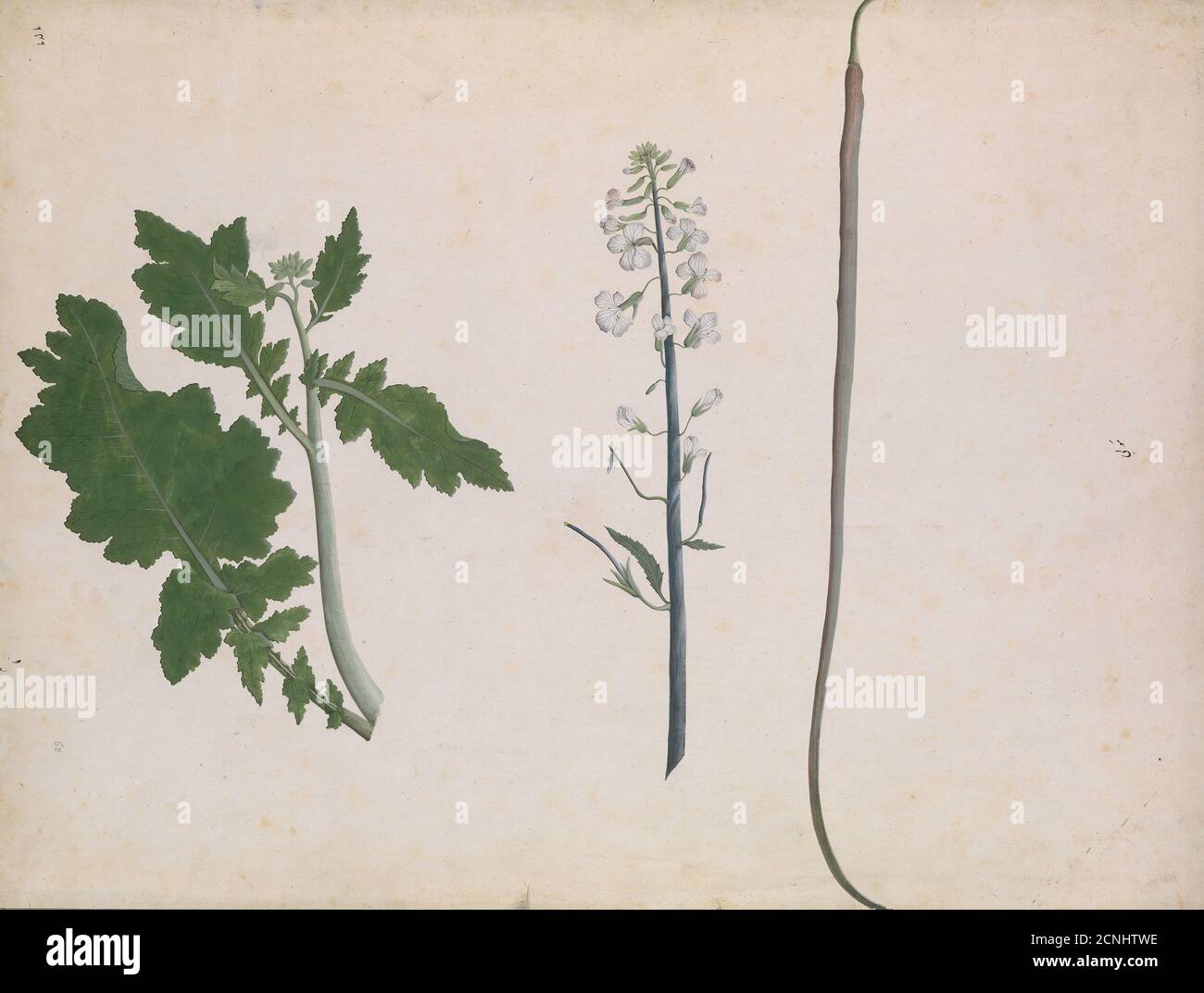 A Radish Plant, Seed, and Flower, late 18th century. Stock Photo