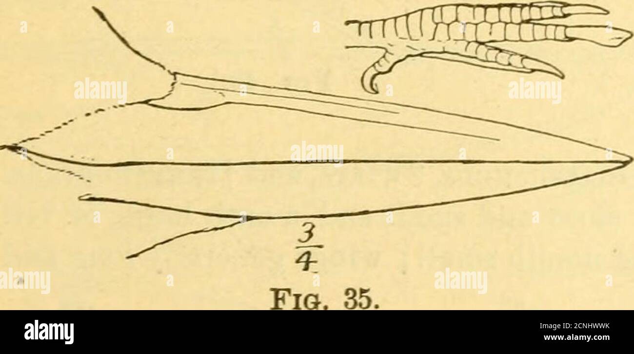 . Handbook of birds of eastern North America . Fig. 34.. Order XIV. Coccyges.—Cuckoos andKingfishers.Toes four, the middle and outer onesjoined for half their length (Kingfishers),or two in front and two behind (Cuckoos);bill without a cere; tail-feathers not stiifand pointed.5 Stock Photo