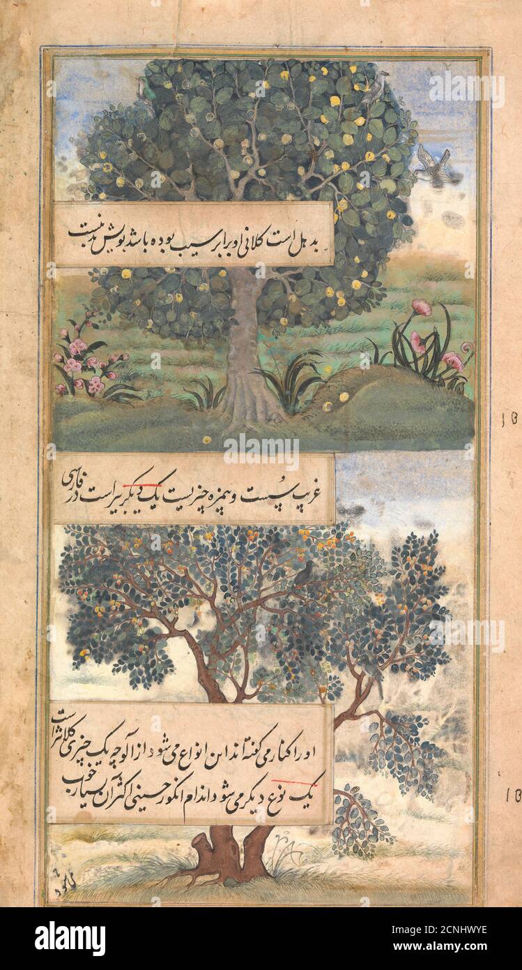 Three Trees of India, Folio from a Baburnama (Autobiography of Babur), late 16th century. Stock Photo