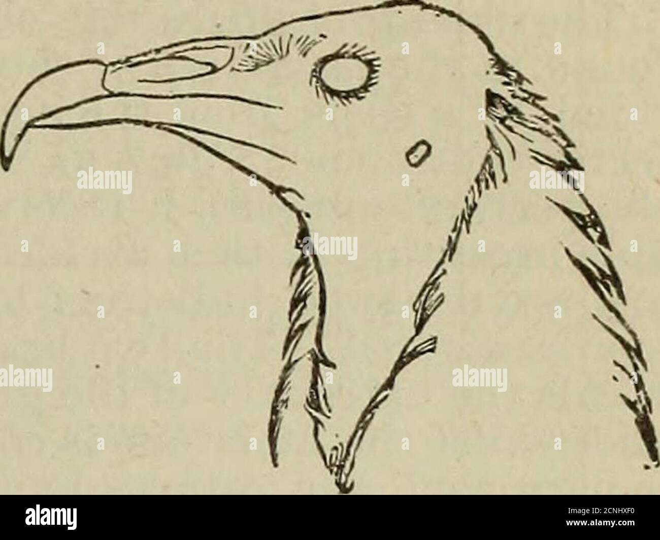 . Contributions to the anatomy of birds . «©3 .-a-© A © ^ S- J* ©• I—I — &gt;-&lt;,© 0W© * PrtH •«T3 ° a *a e cS p - B© 03 £, rtJ1^ ,M «S ,Brp ptSr*© 3,2 © O © ™ B 02 -f] ro P ©03 o a a-B-P M e &lt;c e0-©e © ©e? bfi a a © o ,©73 90 fl.-a e« £ «m G *5 2 * © «©^ S p*3 ^1: ||3 -a©* ,11 !©!Ill © H a .B © i ia2 © - ^ Bn3 -Or* ^p - a © B--c ^.2 £ © © ©© rB cS.© ©OB H O -a -a OS© * S © La O 00 u ©© eS IB © 00 a 03: ssj© © © Be5© [^O fe © «© jp ^©^ ©„ rp a Mg 2 a,© o §1 QQ S- -a ©©^ f- p © u •- .a p © p O © © P*» «+J^:©© fc^.a 5 . m p a p rp.r-,eS ^ .a rl Sa O © .2 ©© a 3rig 5Q ^ w w p-2,2 *rp^©^rp J2 Stock Photo