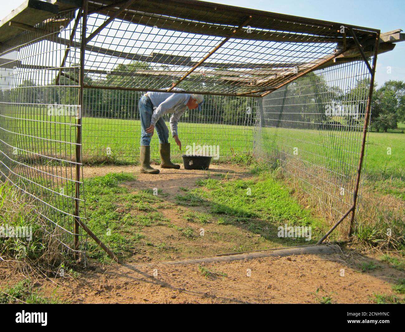 Feral pig u s hires stock photography and images Alamy