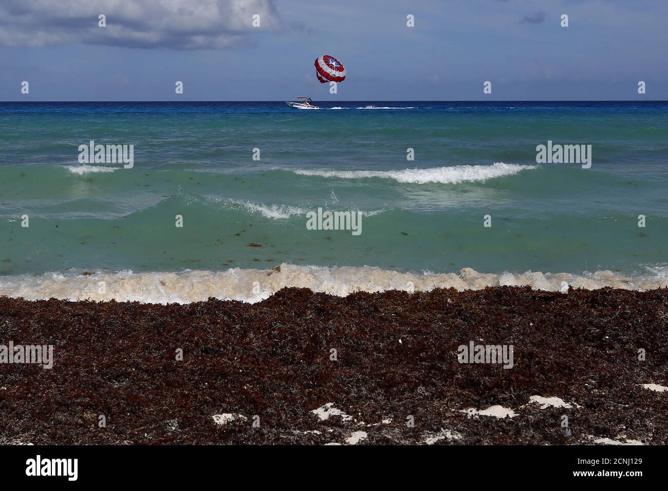 Sargassum algae is seen on a beach in Cancun, August 11, 2015. The Sargassum algae contains biting sand fleas and releases a pungent smell as it decomposes. It has choked beaches in resorts throughout the Caribbean including Cancun this season, prompting local authorities to launch a large-scale clean-up operation.  REUTERS/Edgard Garrido PICTURE 7 OF 34 FOR WIDER IMAGE STORY 'EARTHPRINTS: CANCUN'SEARCH 'EARTHPRINTS CANCUN' FOR ALL IMAGES Stock Photo
