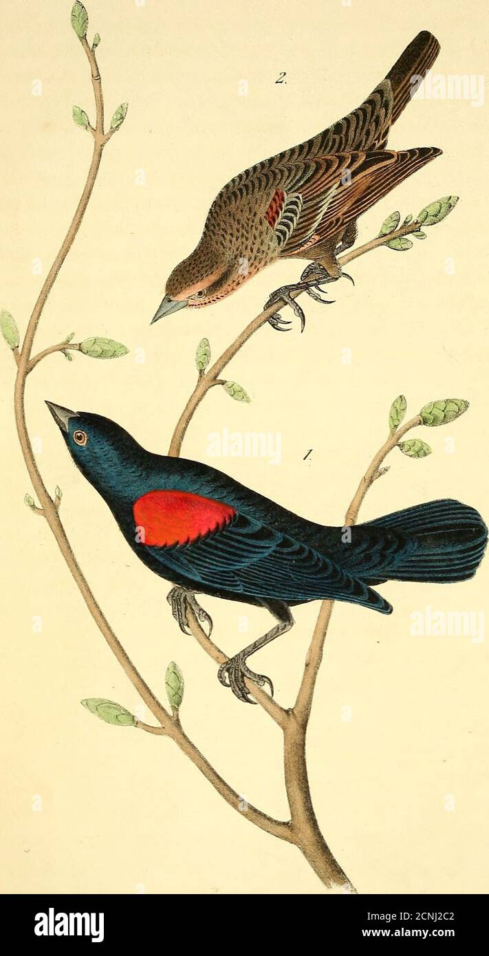 . The birds of America : from drawings made in the United States and their territories . ale, and the circumstances of breeding, Iam not acquainted. Red-and-white-winged Troopial, Icterus tricolor, And. Orn. Biog-., vol. v. p. 1. Male, 9; wing, 5. North California. Abundant. Migrator)7. Adult Male. Bill nearly as long as the head, conical, straight, moderately stout, taperingto a fine point; upper mandible with the dorsal line nearly straight, being alittle convex at the base, the ridge a little flattened toward the base, whereit runs into a short tapering process, the sides rounded, the edges Stock Photo