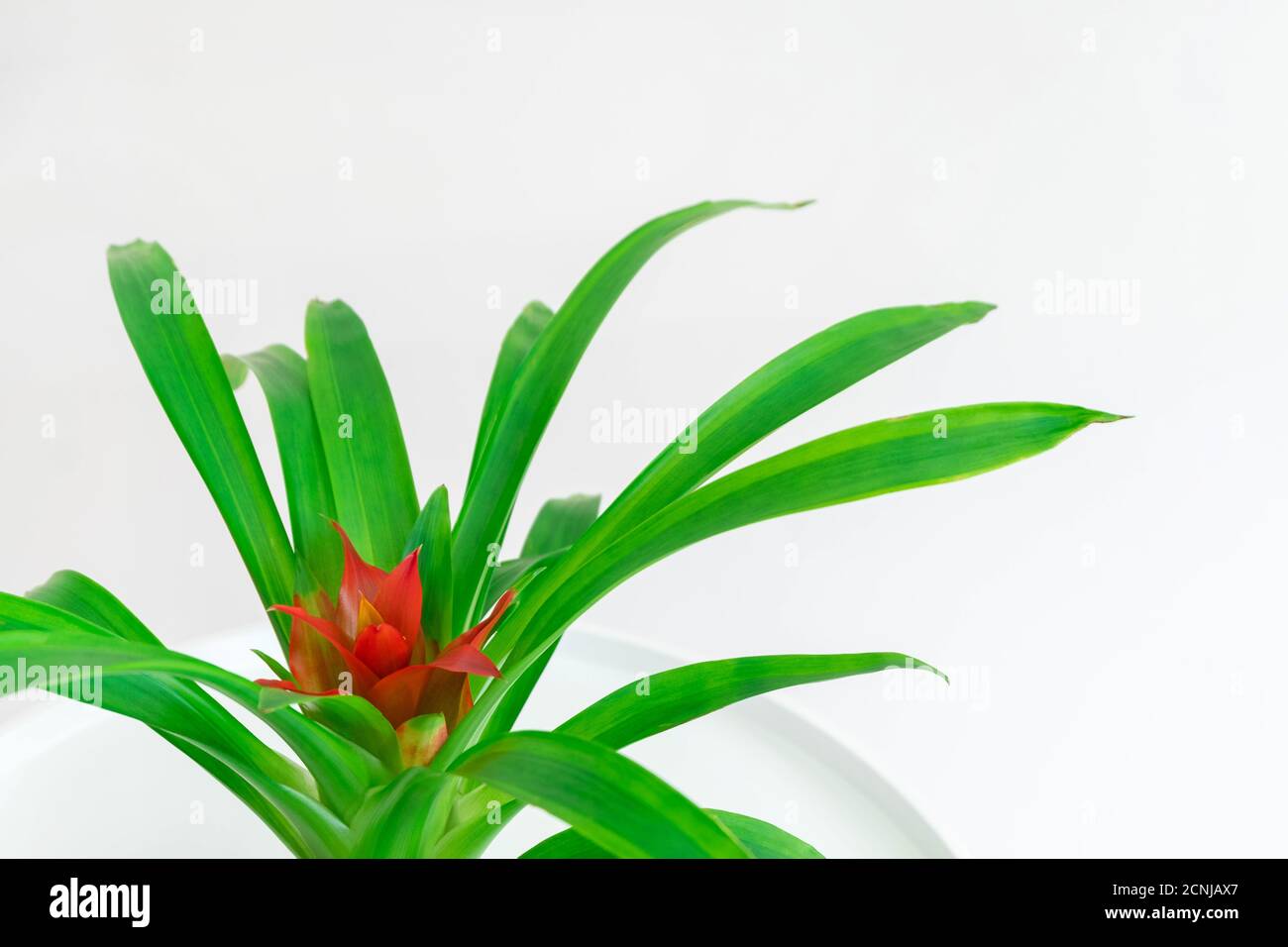 Closeup image of Guzmania plant with red flower on white neutral background Stock Photo