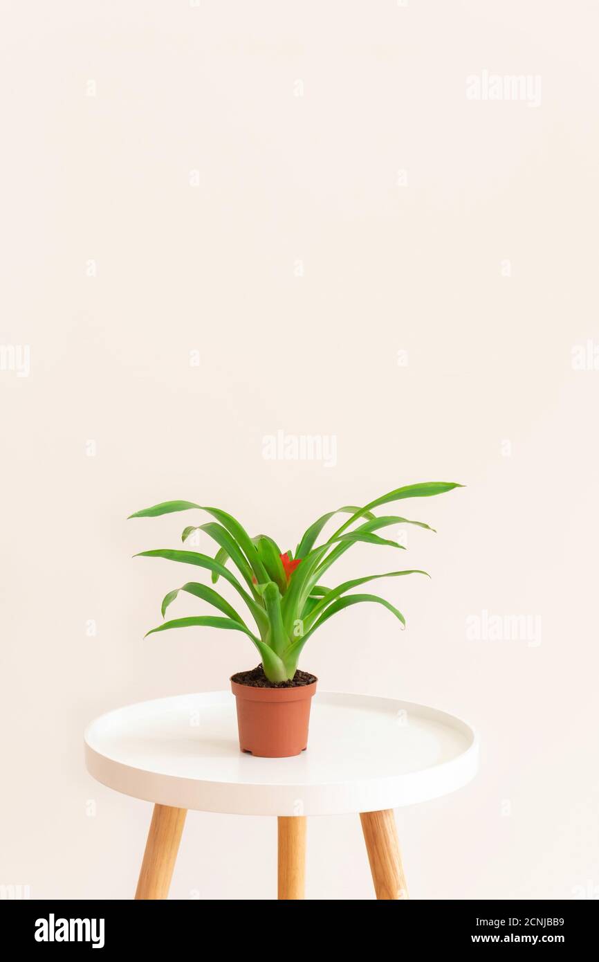 Exotic Guzmania plant in a pot on white table on neutral background, copy space Stock Photo