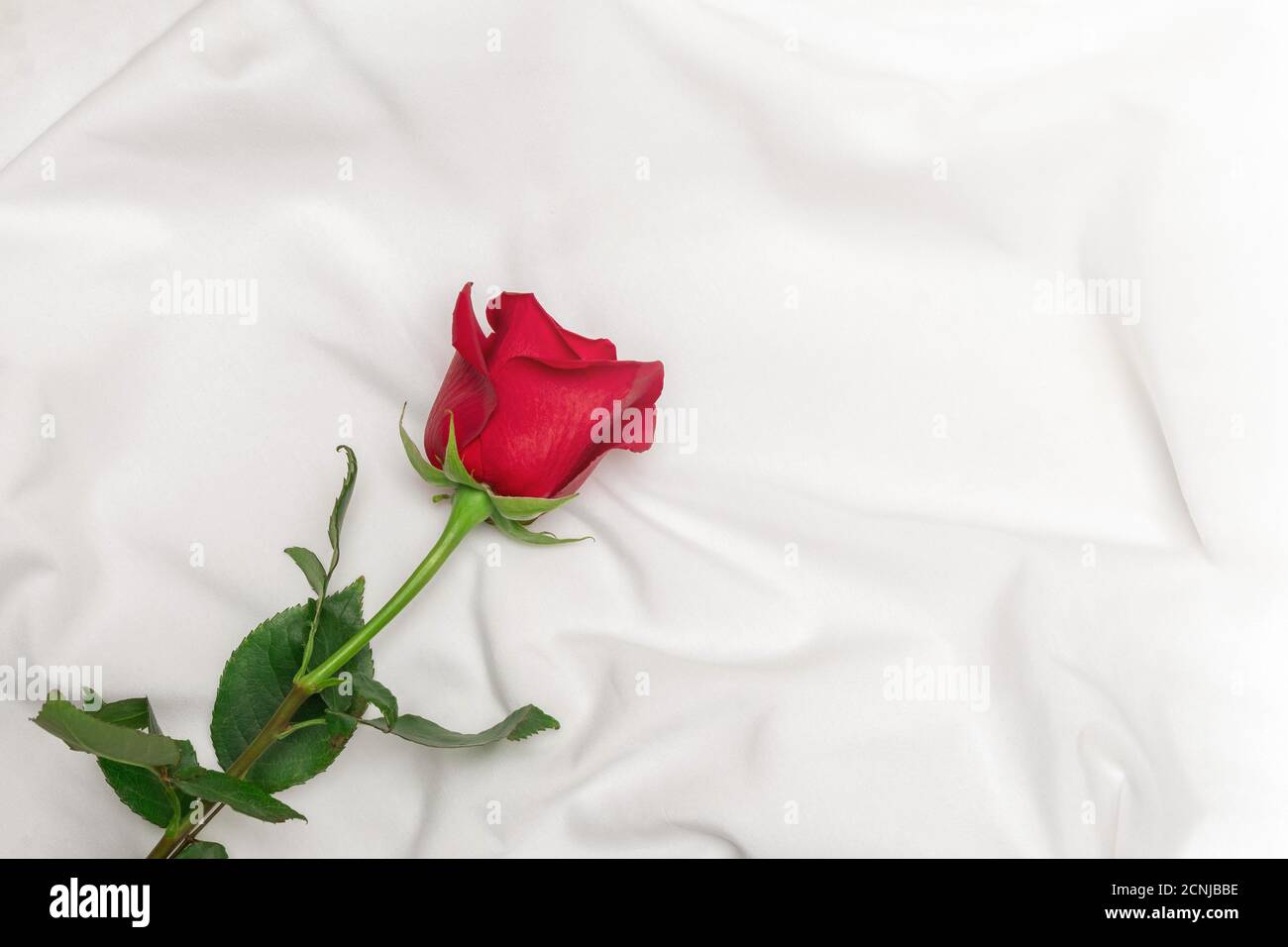 Red rose on white bed sheet. Romantic concept. Top view with copy space