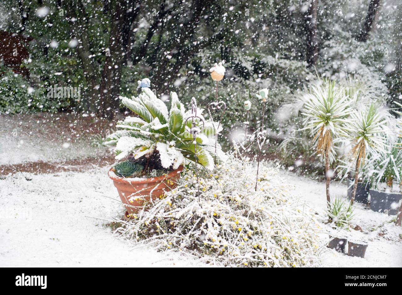 Snow falls on a mediterranean garden in February. Cycas, yuccas, and palm trees in the background covered with white snow. Valbonne, France Stock Photo