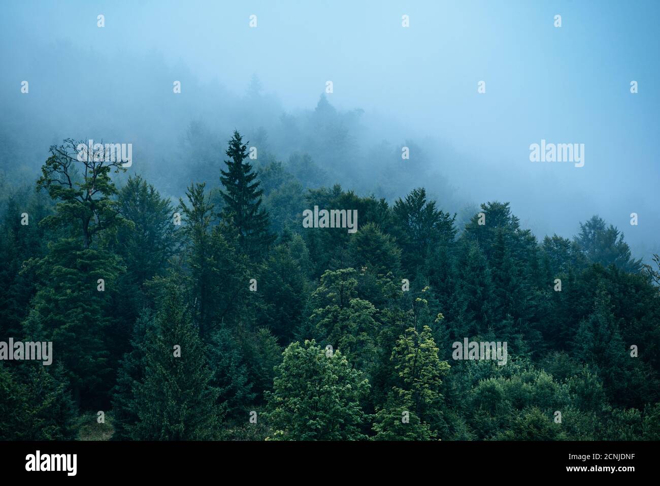 Misty foggy mountain landscape with fir forest and copyspace in vintage ...