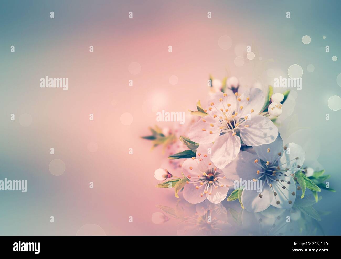 Spring card background Stock Photo - Alamy