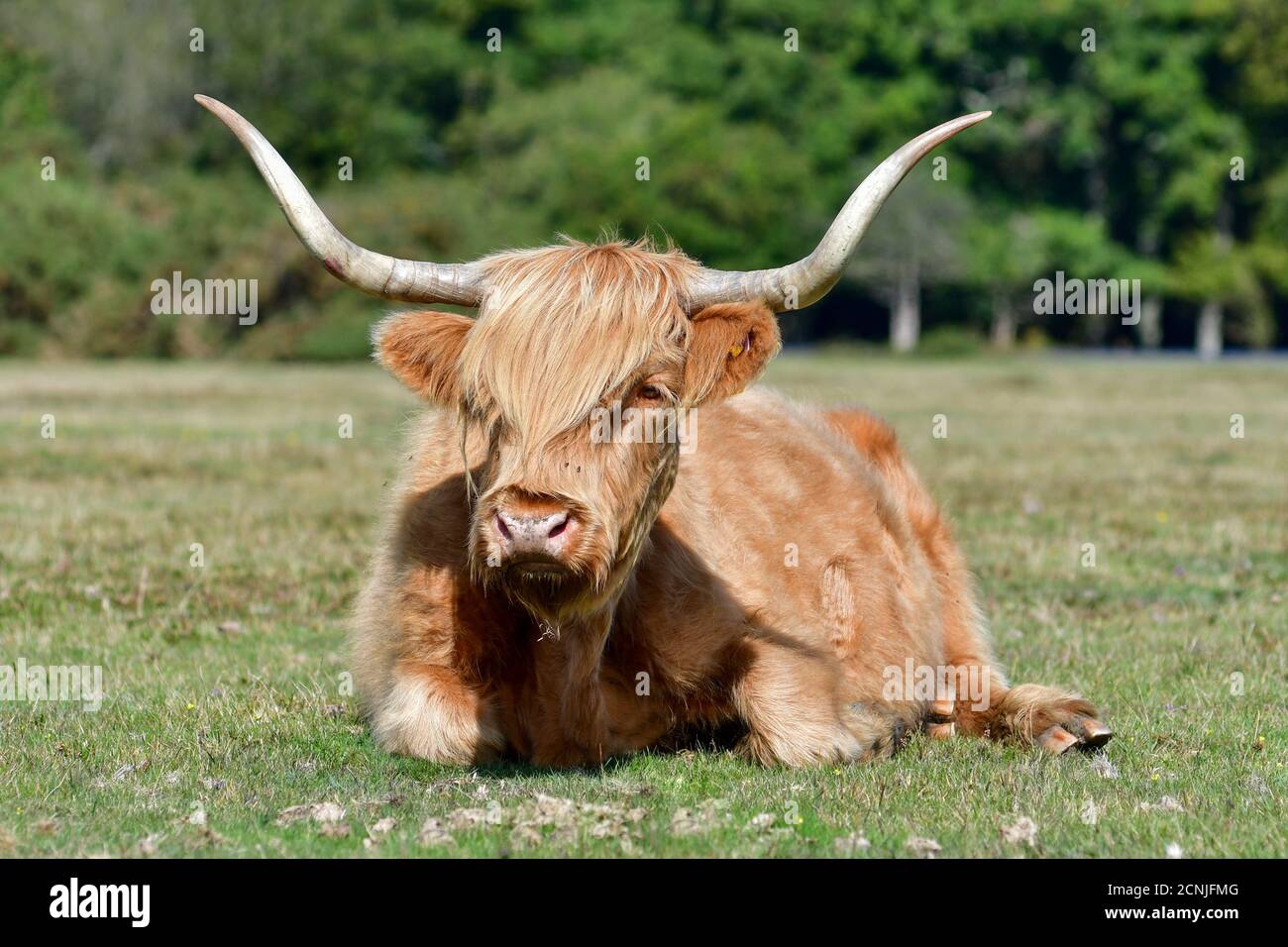Highland cow lying down hi-res stock photography and images - Alamy