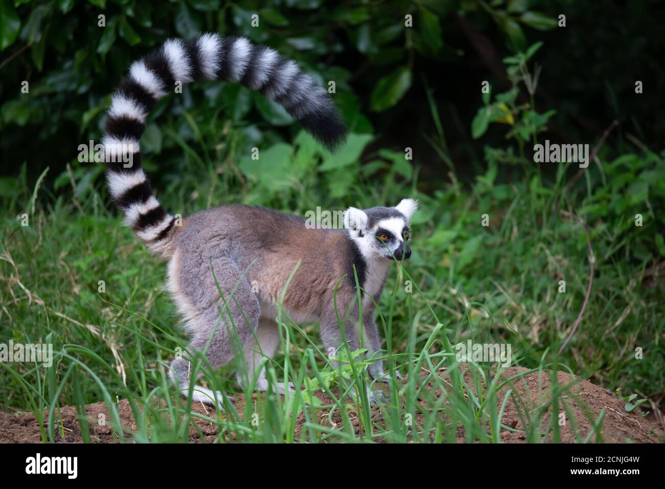A ring-tailed lemur in its natural environment Stock Photo