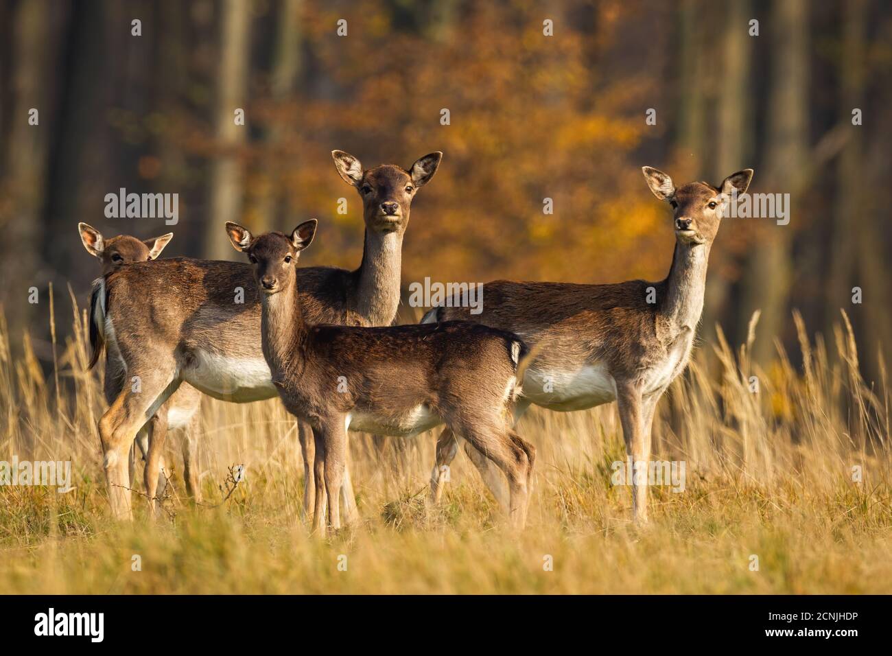 Herd of fallow deer standing on meadow in autumn nature. Stock Photo