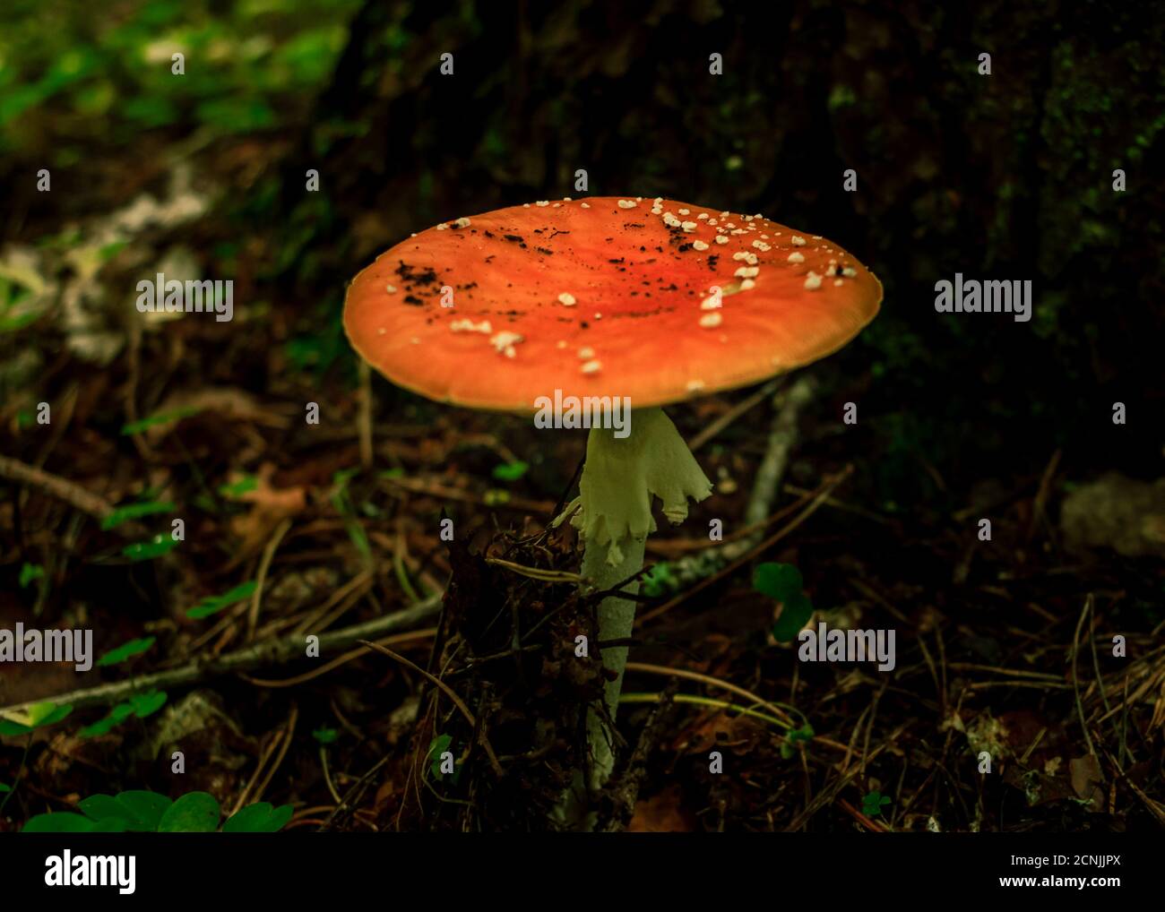 orange mushroom with white dots, death cup poisen plant growing in a green rain forest, blur background Stock Photo