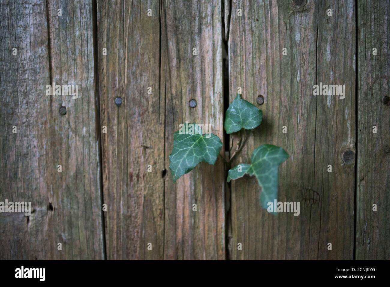 Wooden fence, ivy, nails Stock Photo Alamy