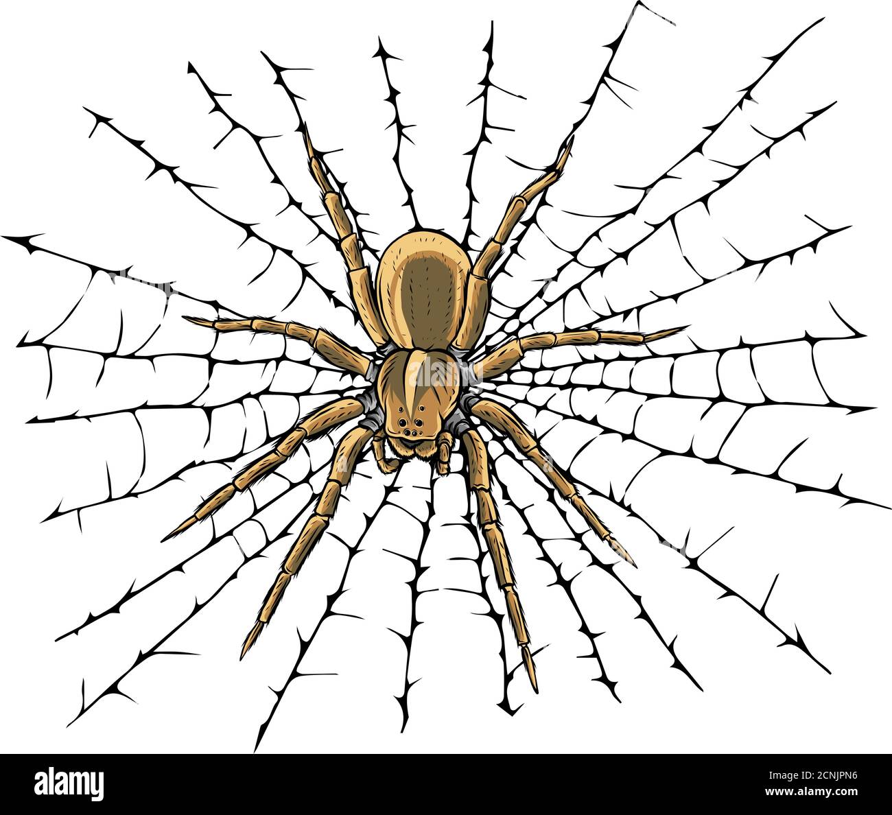 vector illustration hanging spider on web thread Stock Vector