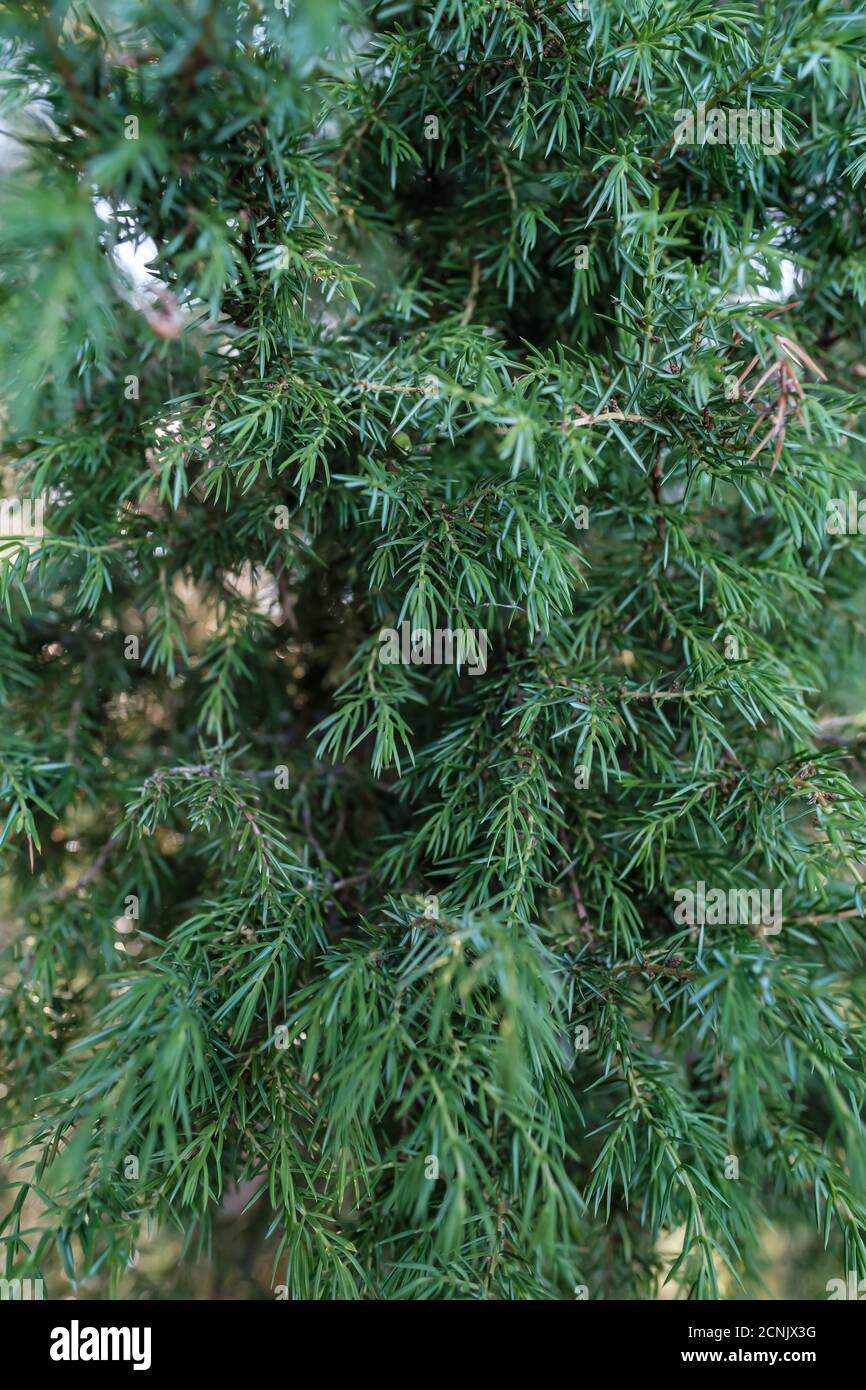 Evergreen shrub juniper, on a summer day. Close-up.  Stock Photo