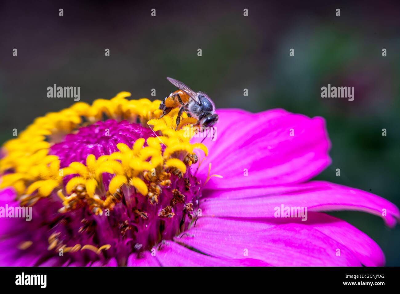 honey bee collecting pollen on pink and yellow flower Stock Photo - Alamy