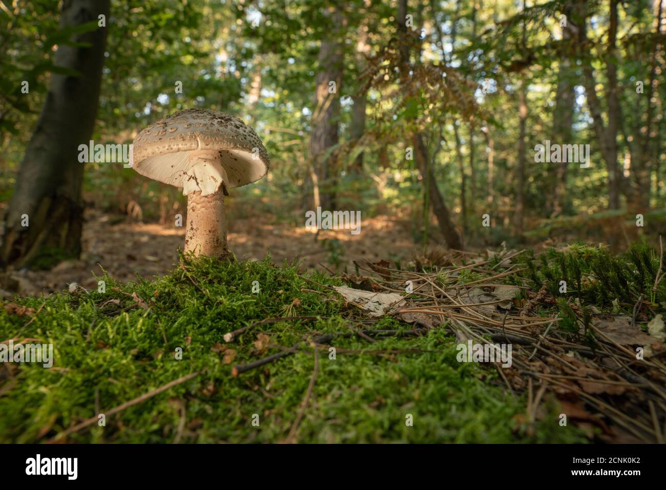 Blusher (Amanita rubescens var. rubescens) autumn in Berkshire woodland, wide angle view Stock Photo